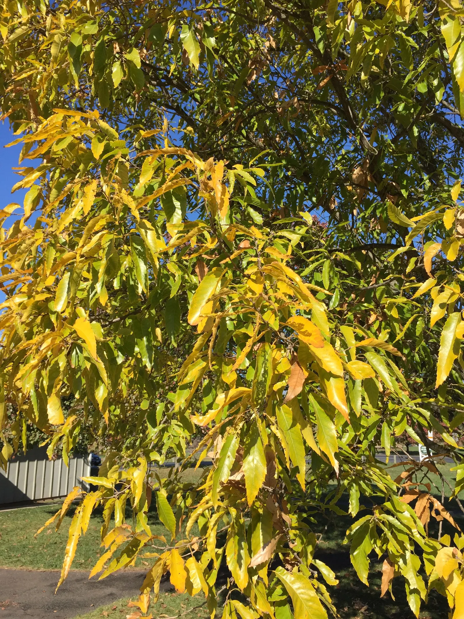 Sawtooth Oak (Quercus Acutissima) — It boasts a broad, rounded canopy; pyramidal to rounded form, image 48