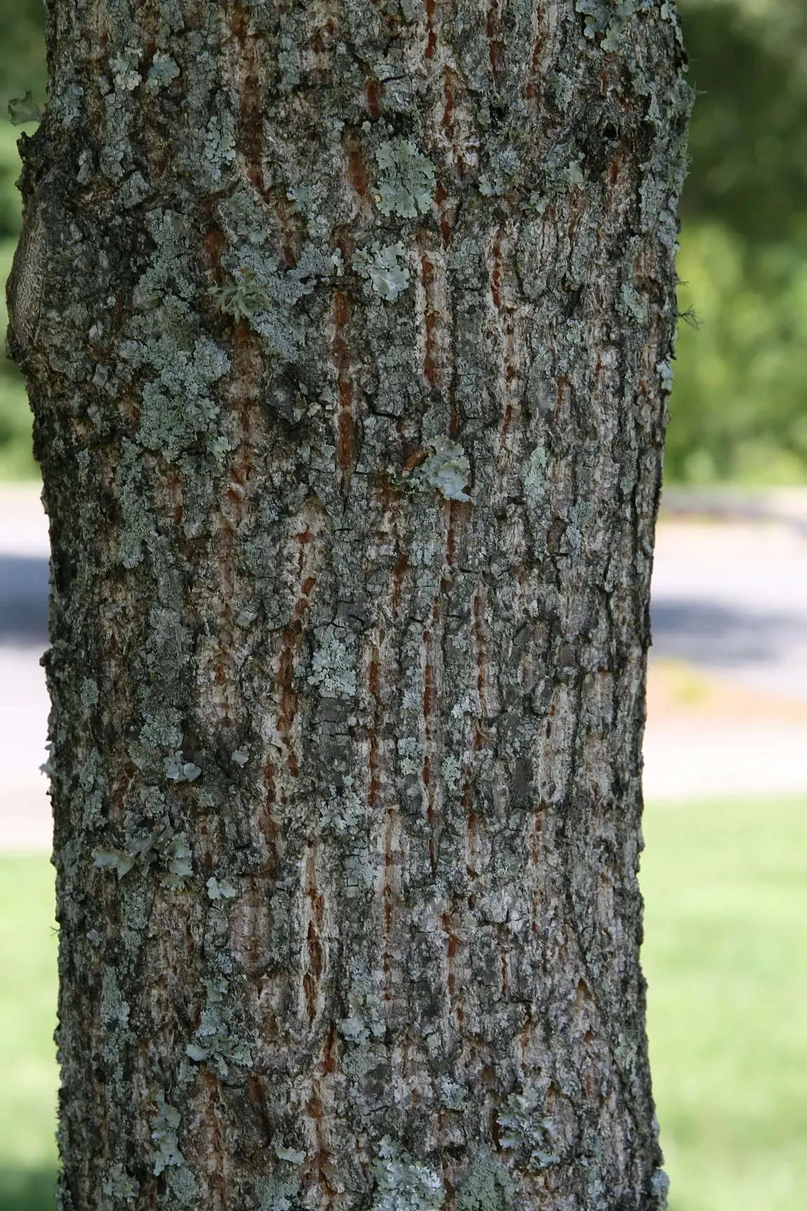 Sawtooth Oak (Quercus Acutissima) — is a pivotal characteristic; characterized by sharply-toothed, image 60
