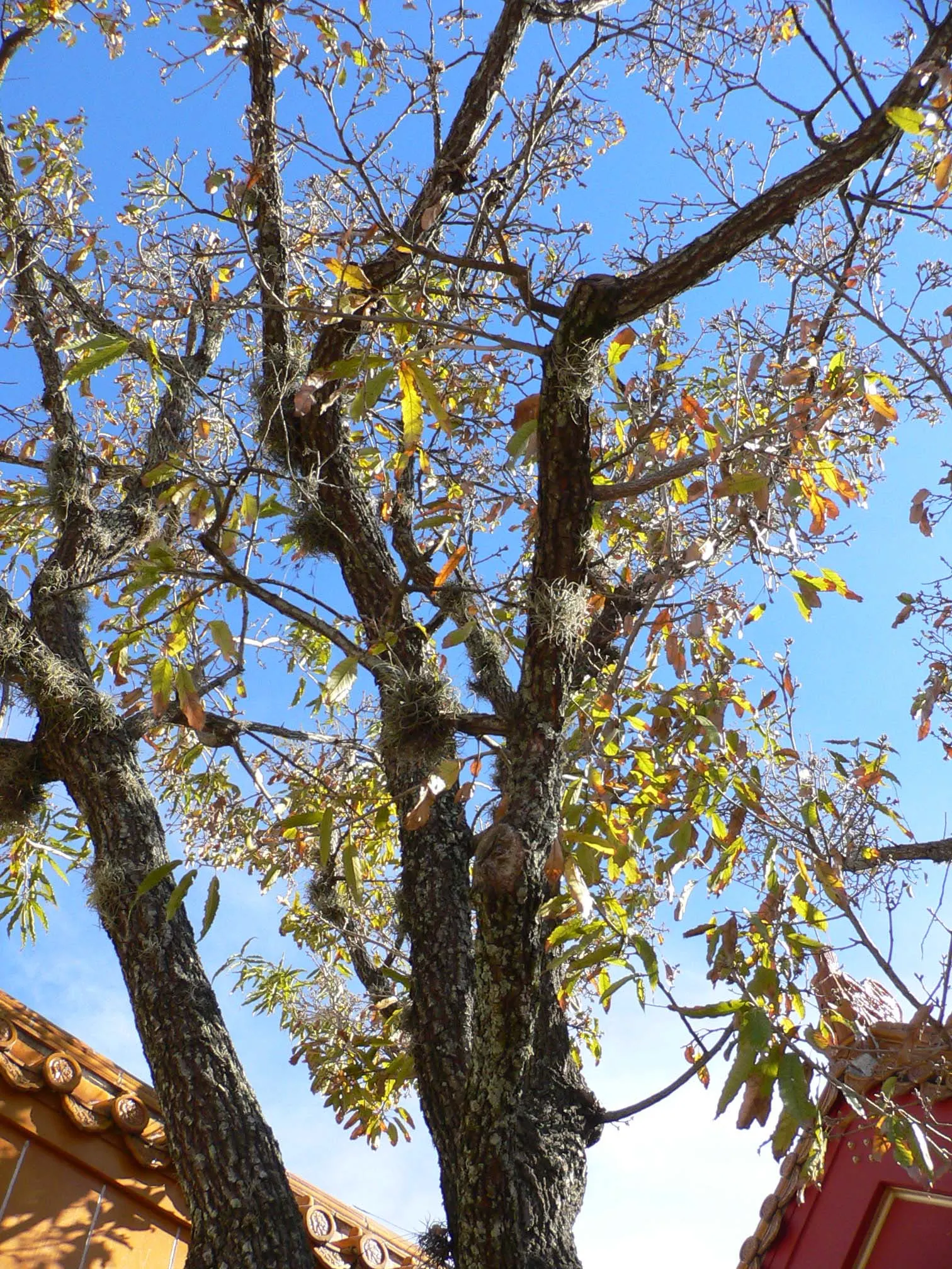 Sawtooth Oak (Quercus Acutissima) — Characterized by sharply-toothed; full sun exposure is ideal for optimal growth and acorn, image 49