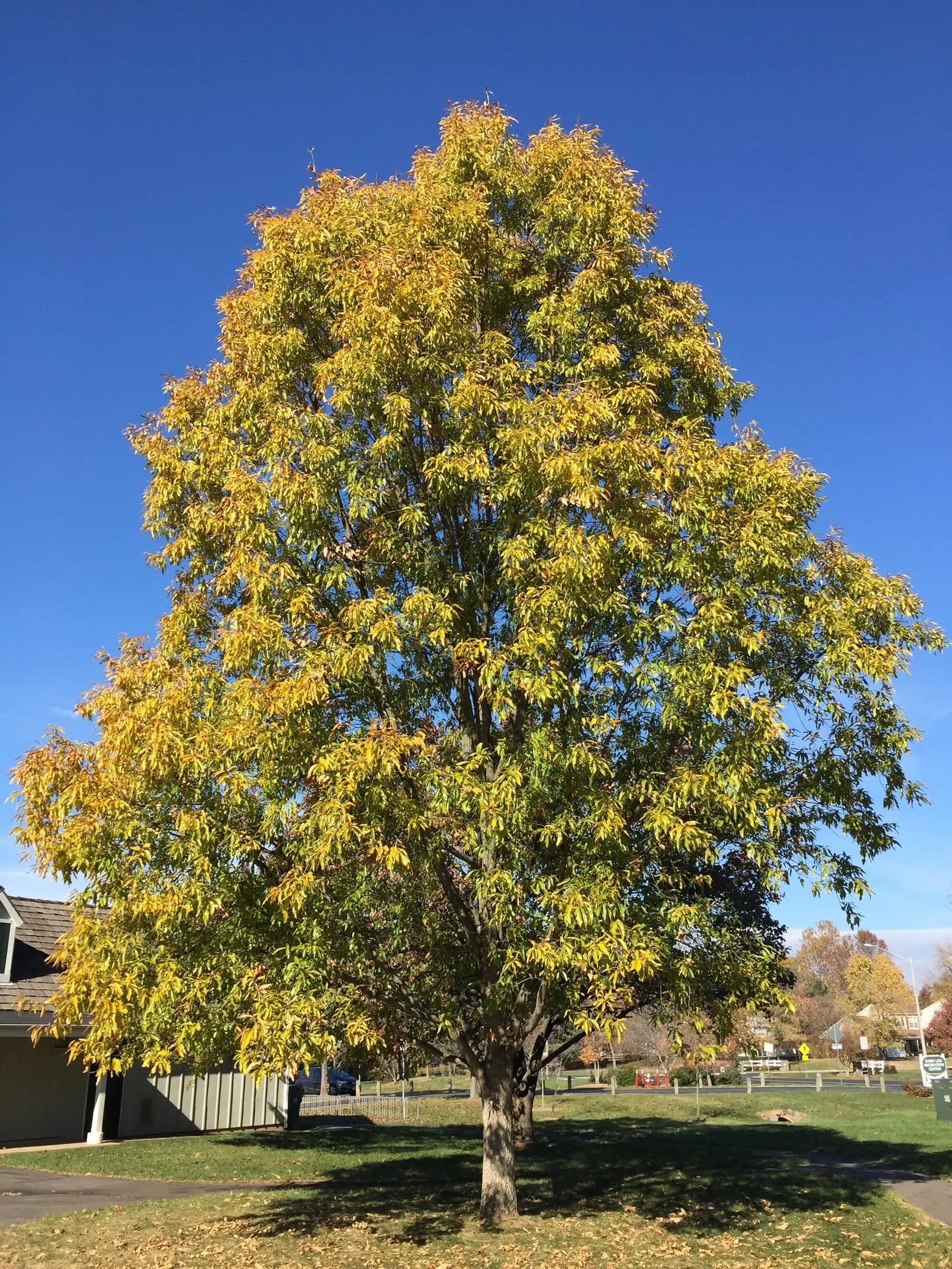 Sawtooth Oak (Quercus Acutissima) — I'll provide a description for Quercus acutissima