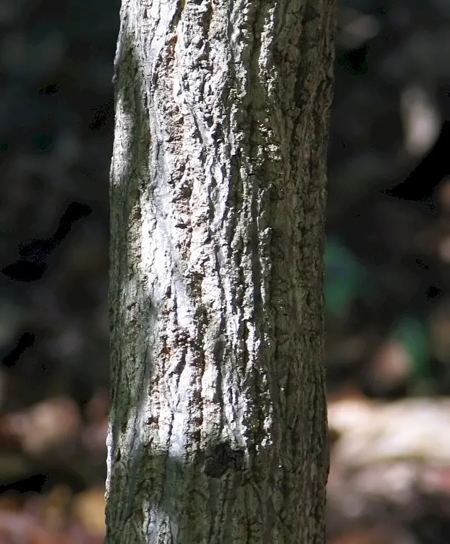 Sawtooth Oak (Quercus Acutissima) — I'll provide a description for Quercus acutissima; tree for full or half, image 53