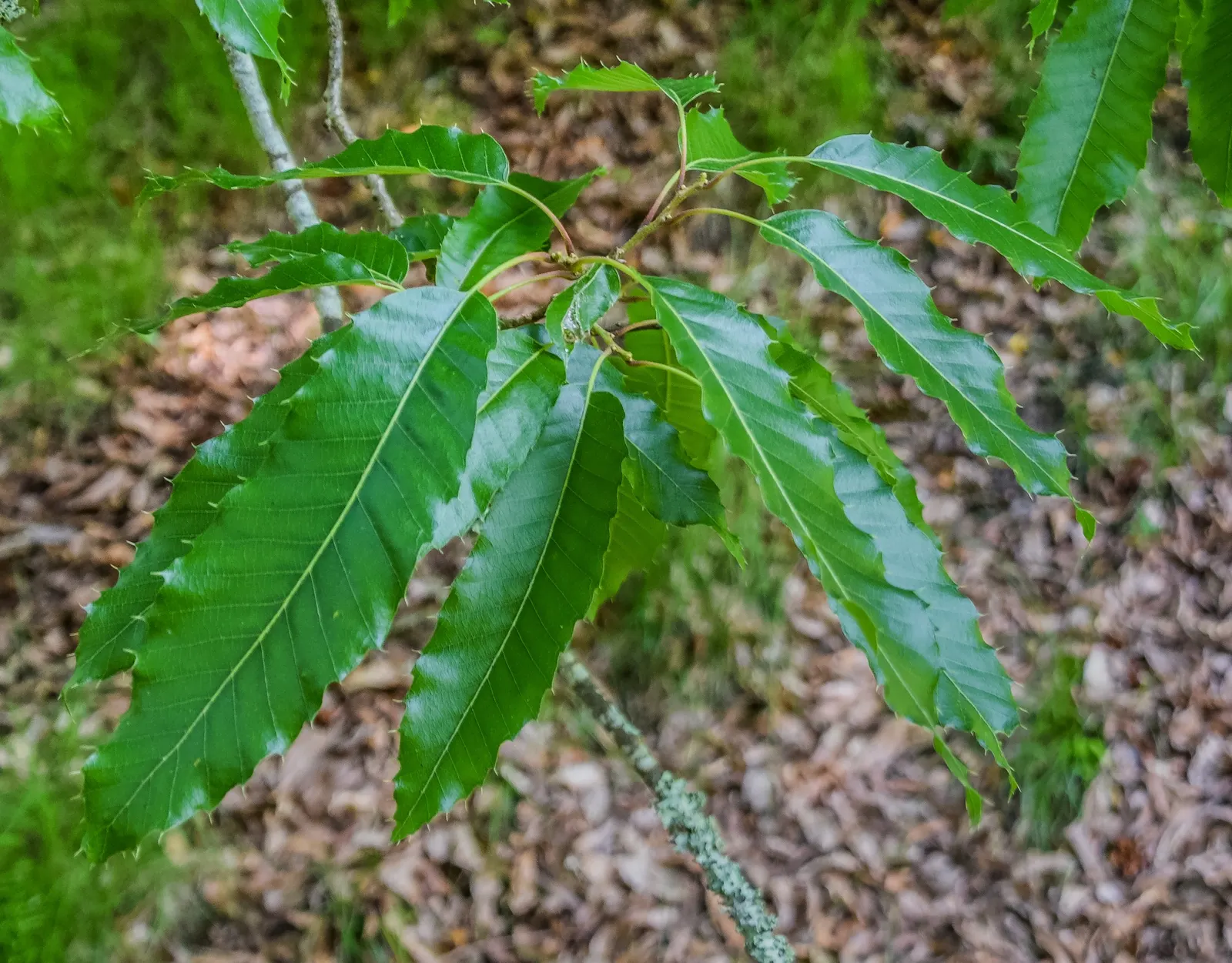 Sawtooth Oak (Quercus Acutissima) — Acorns attract wildlife, making it an excellent choice for naturalistic landscapes; providing vital sustenance, image 52