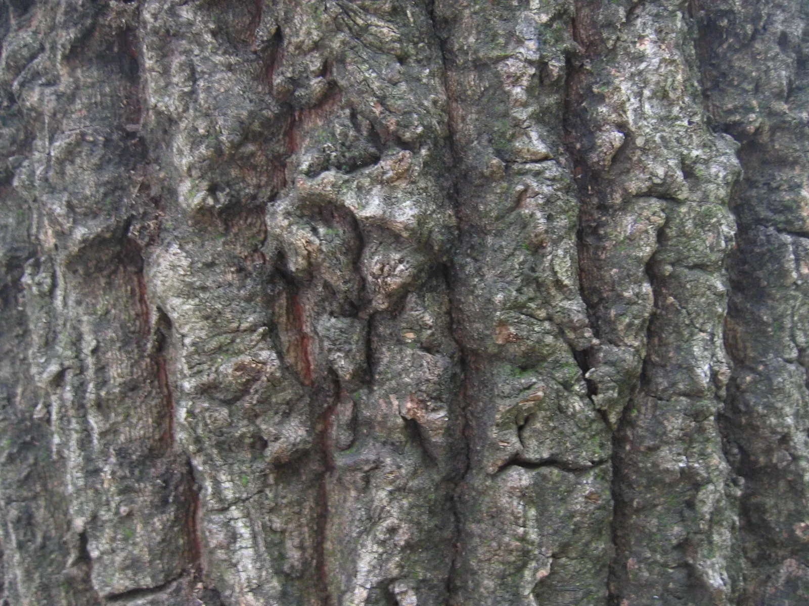 Sawtooth Oak (Quercus Acutissima) — Characterized by sharply-toothed; full sun exposure is ideal for optimal growth and acorn production.<br><br>For landscape