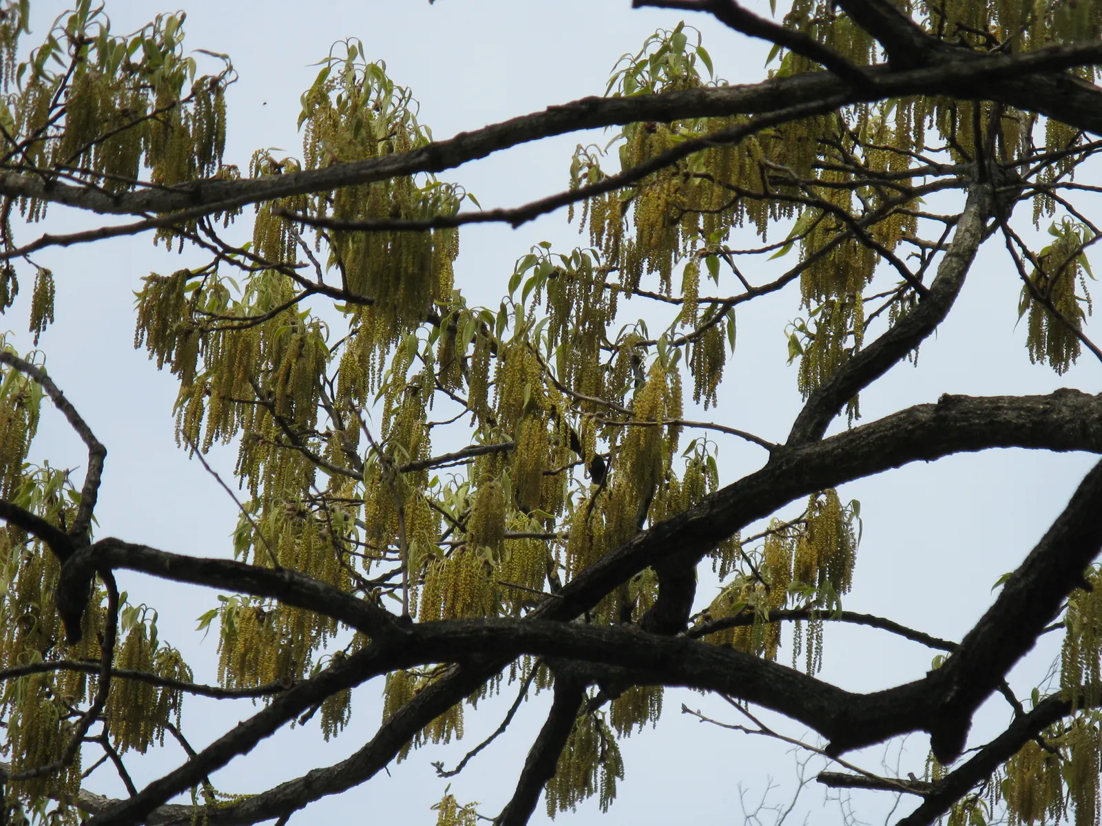 Sawtooth Oak (Quercus Acutissima) — It boasts a broad, rounded canopy; pyramidal to rounded form