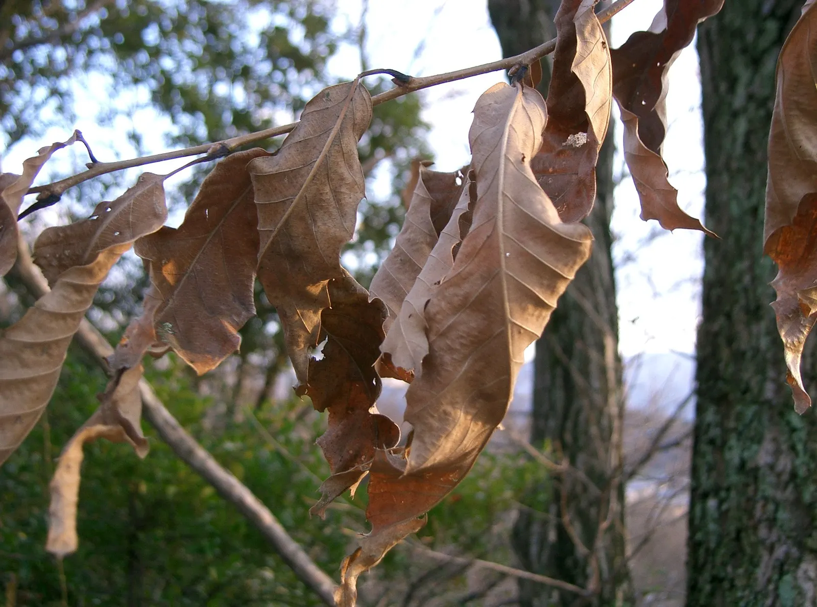 Sawtooth Oak (Quercus Acutissima) — guaranteeing the Sawtooth Oak's establishment and longevity in their garden