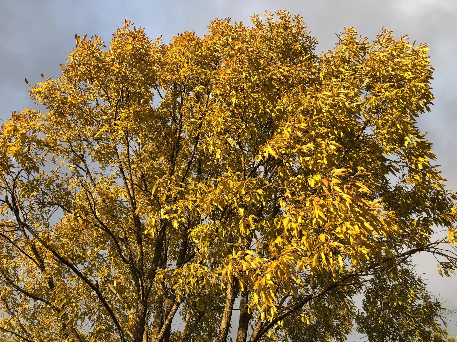 Sawtooth Oak (Quercus Acutissima) — providing vital sustenance for wildlife.<br><br>Preferring well-drained soil