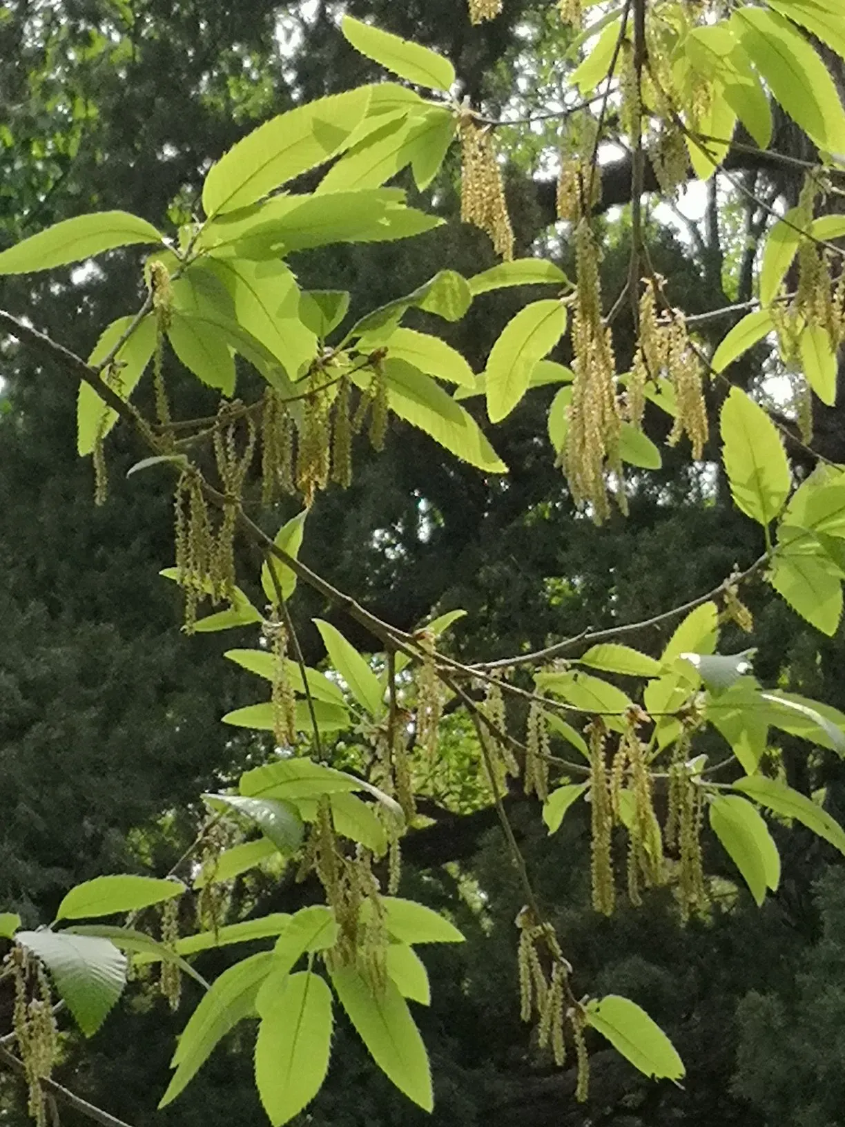 Sawtooth Oak (Quercus Acutissima) — this oak is valuable for creating shade