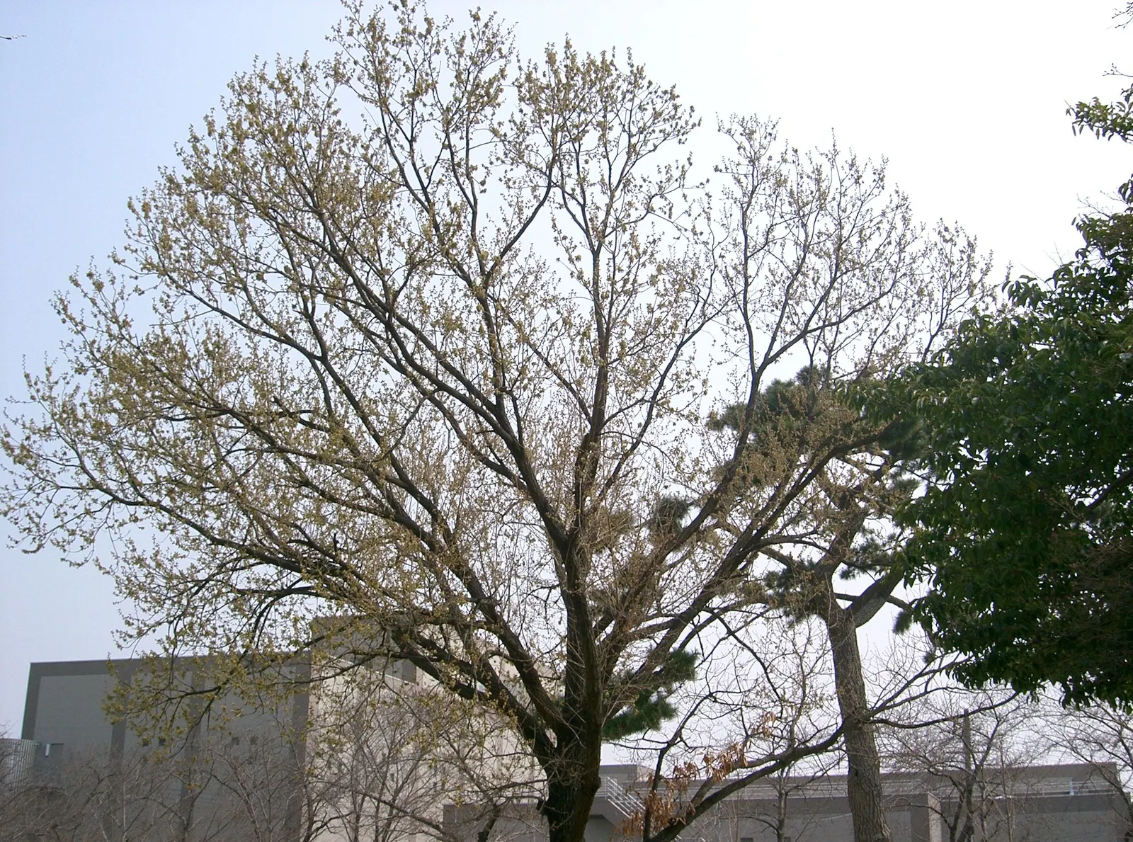 Sawtooth Oak (Quercus Acutissima) — This Asian native typically reaches heights of 40 to 60 feet with a canopy spread of 40 to 60 feet; is a pivotal