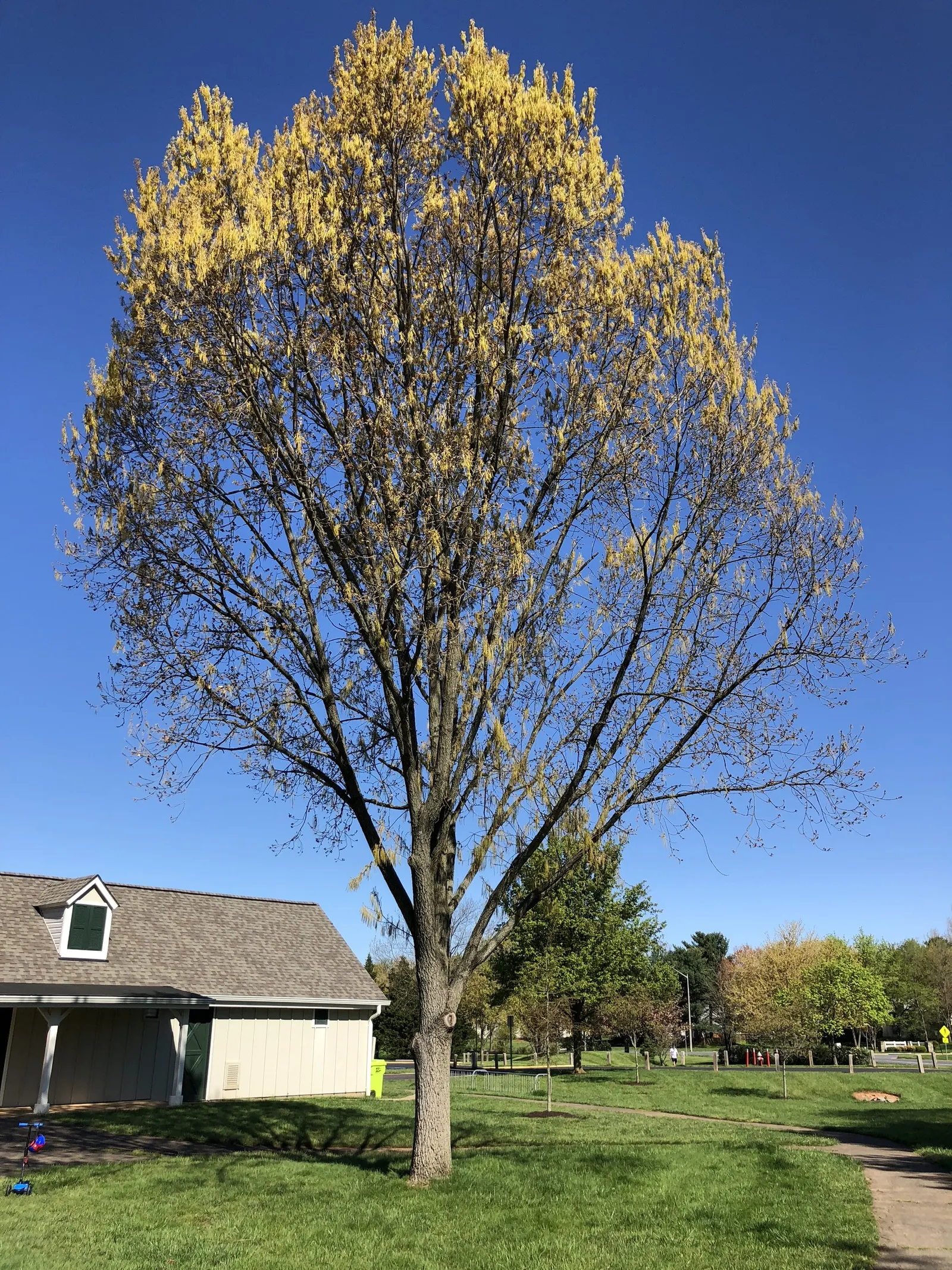 Sawtooth Oak (Quercus Acutissima) — Thrives in hardiness zones 5-9 and prefers full sun and well-drained soil; this Asian native typically reaches, image 51