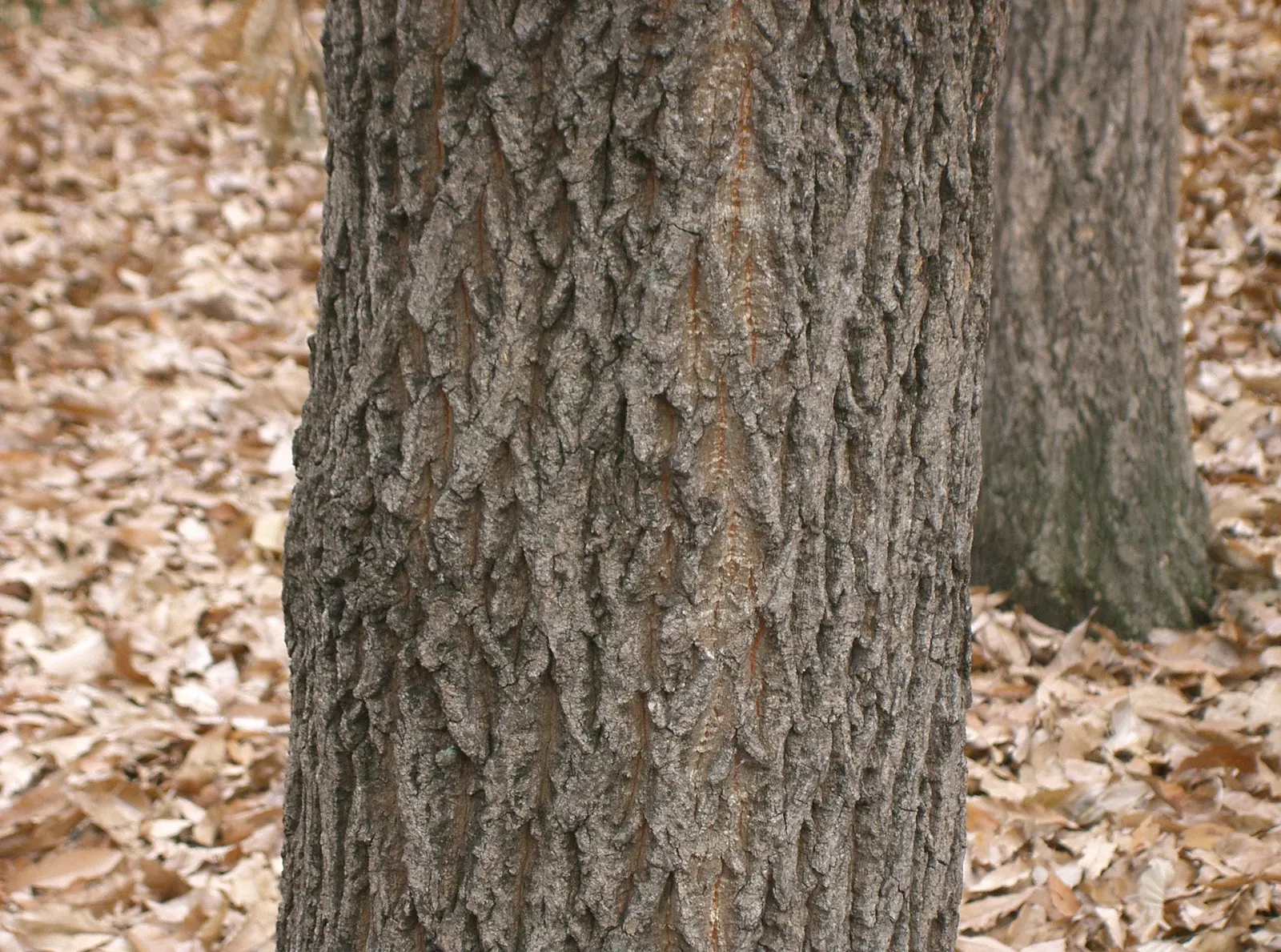 Sawtooth Oak (Quercus Acutissima) — beginning when the tree is about 15 years old; this oak is valuable for creating shade