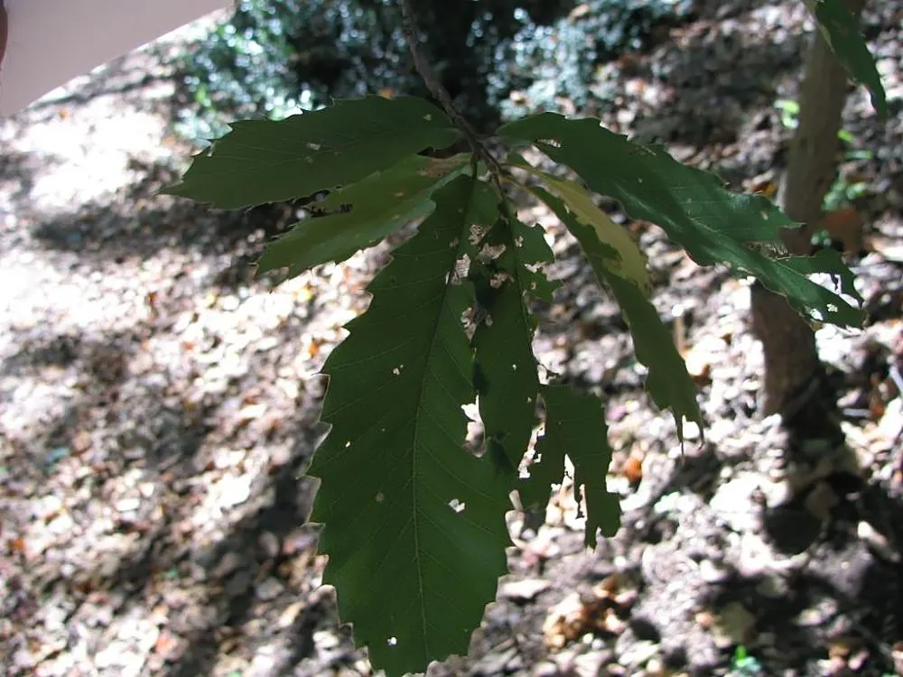 Sawtooth Oak (Quercus Acutissima) — which mimic the teeth of a saw blade; i'll provide a description for Quercus acutissima
