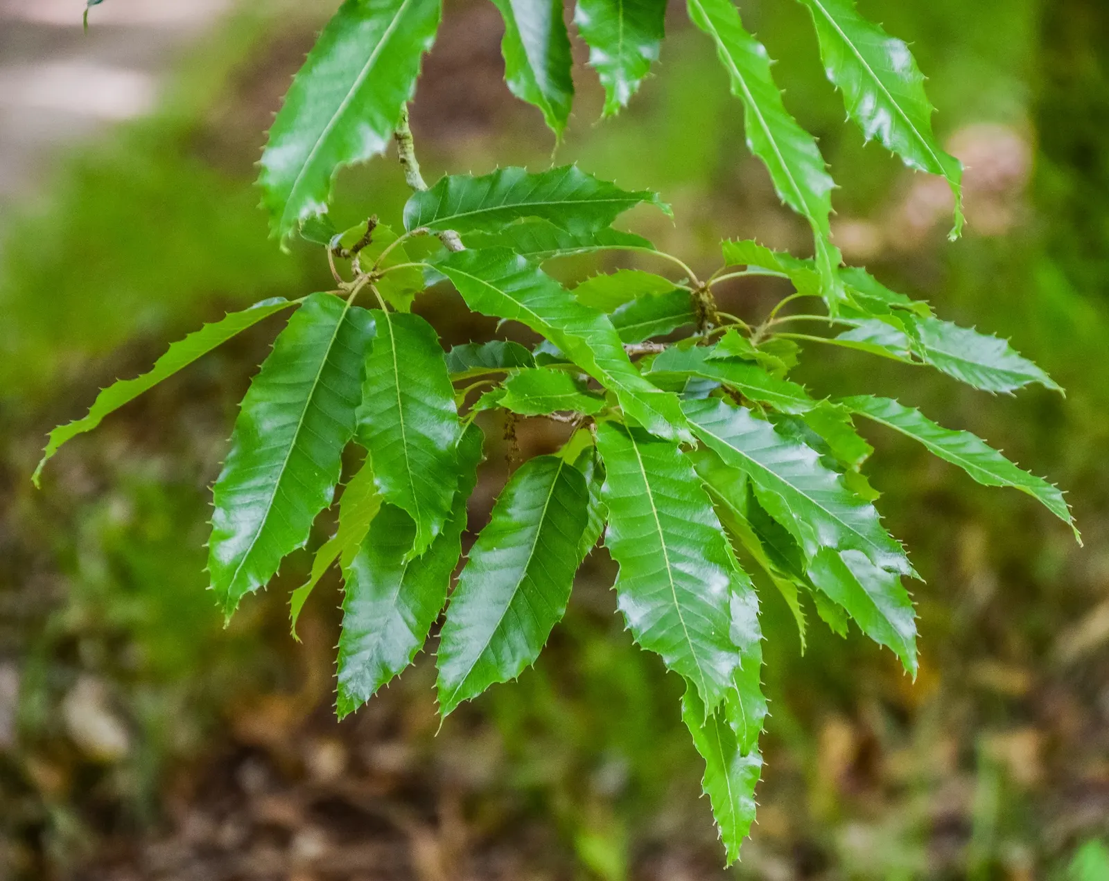 Sawtooth Oak (Quercus Acutissima) — This species offers a robust; clients should note the potential size and ensure ample space for mature spread, image 56