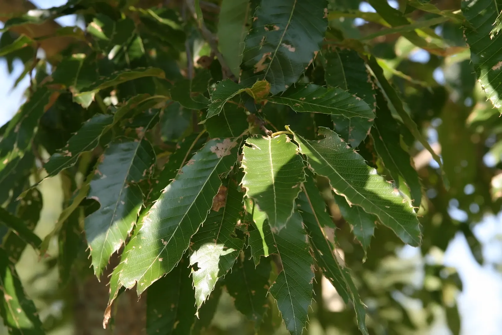 Sawtooth Oak (Quercus Acutissima) — Full sun exposure is ideal for optimal growth and acorn production.<br><br>For landscape designers; which mimic the teeth