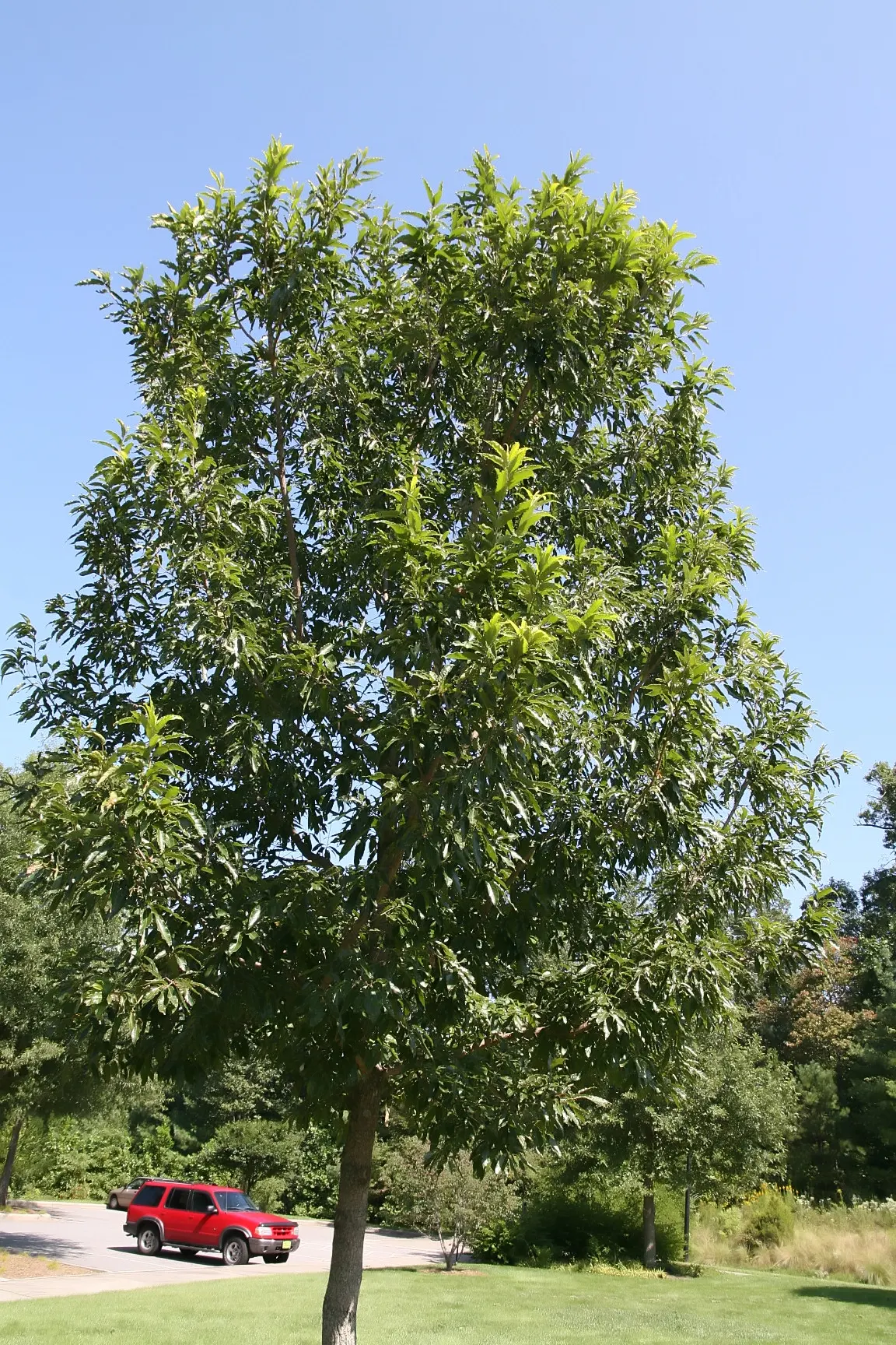 Sawtooth Oak (Quercus Acutissima) — this oak offers a stunning yellow to golden-brown fall display