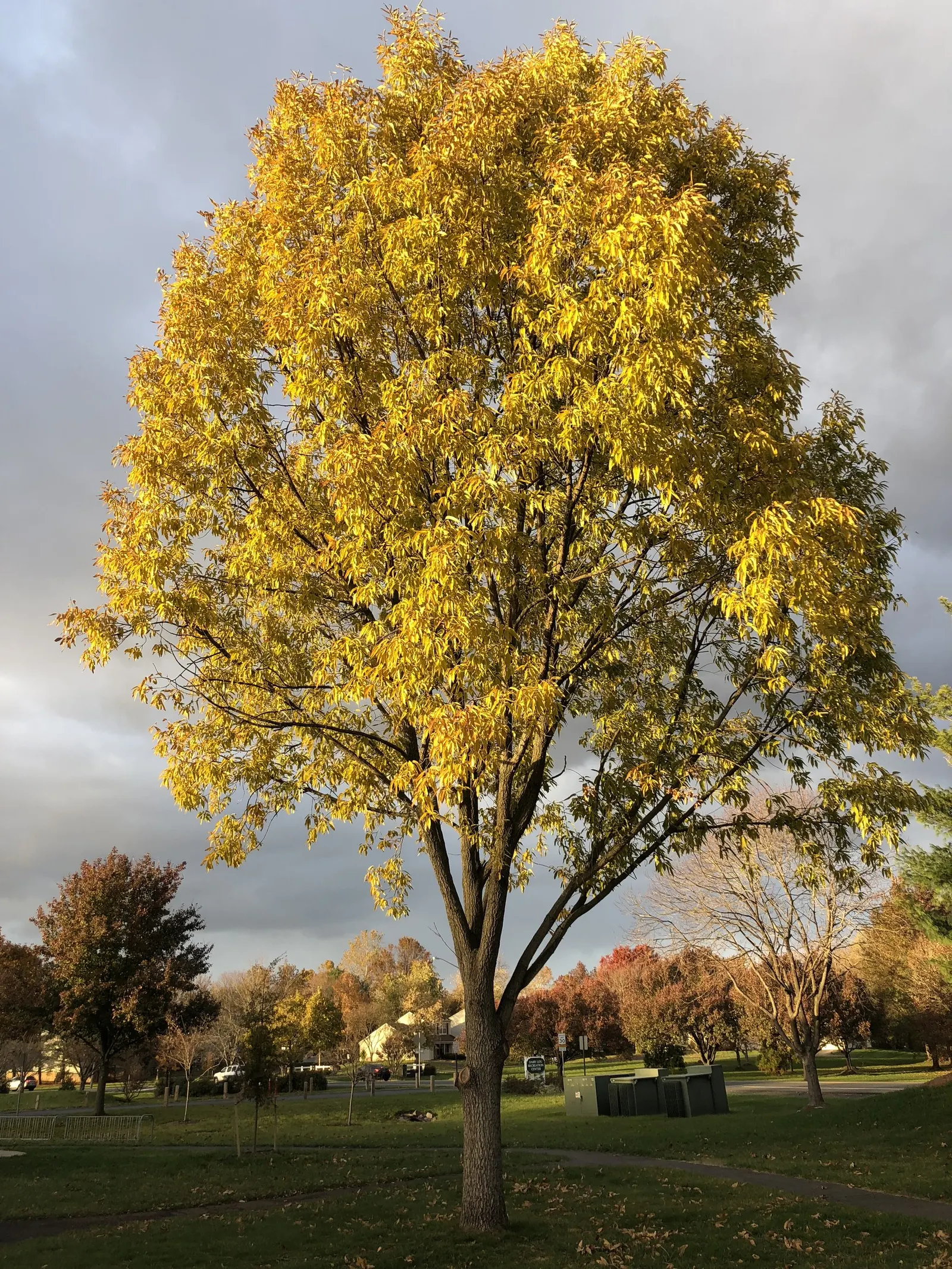 Sawtooth Oak (Quercus Acutissima) — pyramidal to rounded form; thrives in hardiness zones 5-9 and prefers full sun and well-drained soil, image 57