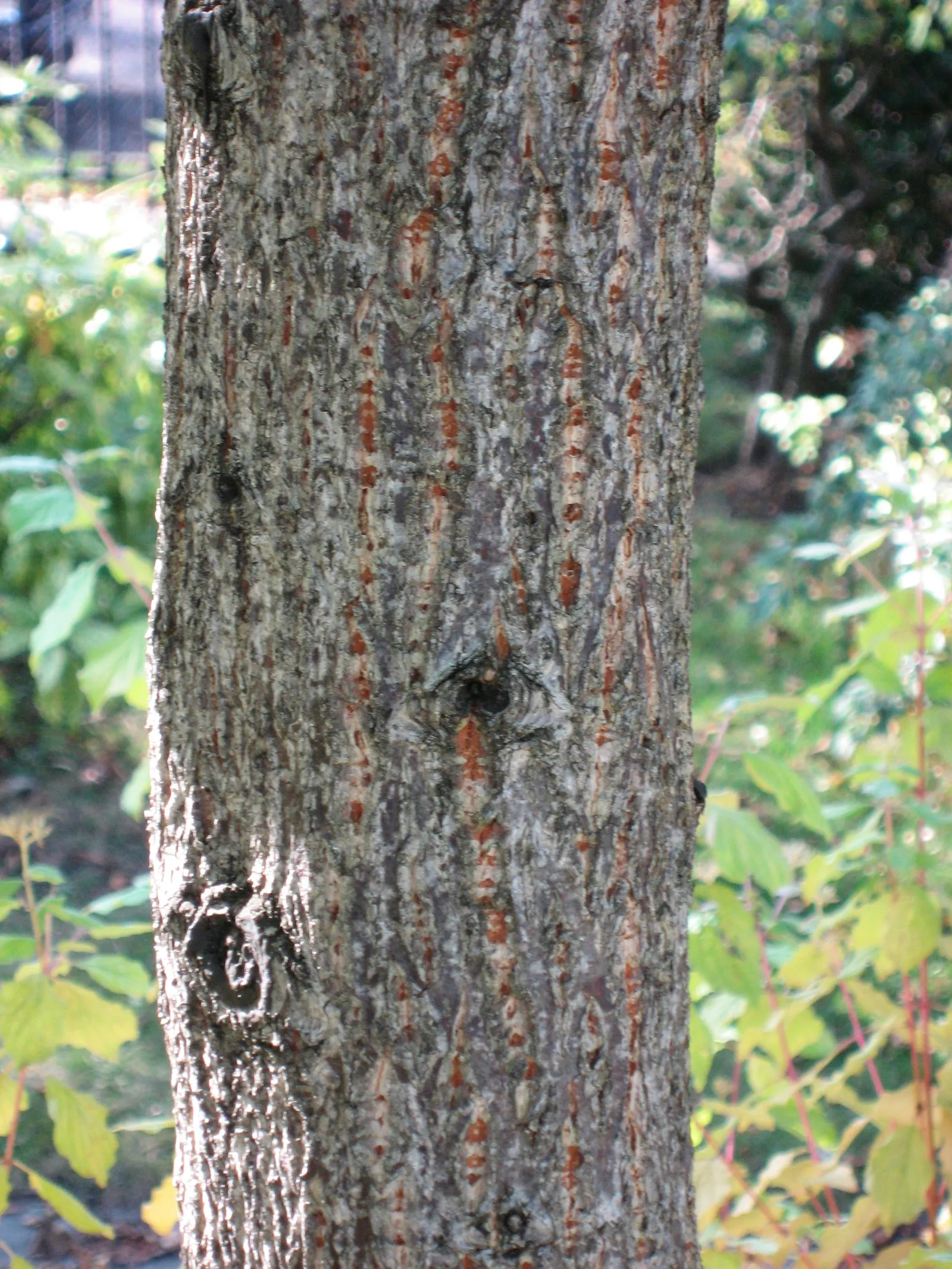 Sawtooth Oak (Quercus Acutissima) — this oak offers a stunning yellow to golden-brown fall display; it boasts a broad, rounded canopy
