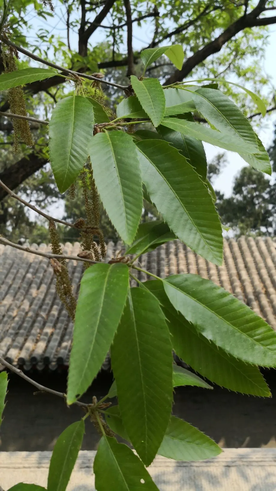 Sawtooth Oak (Quercus Acutissima) — tree for full or half