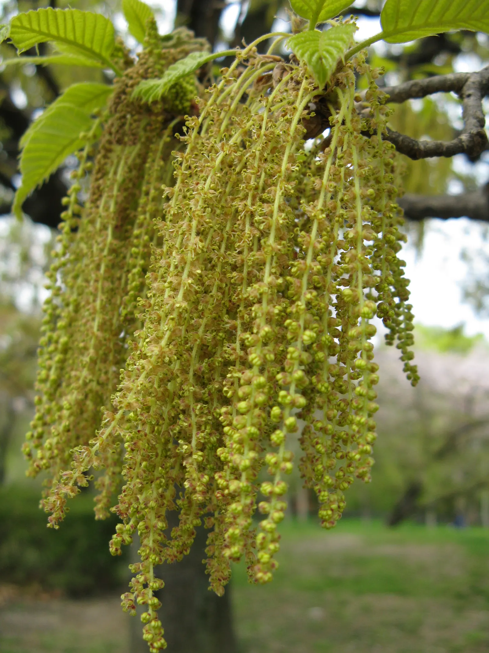 Sawtooth Oak (Quercus Acutissima) — This species offers a robust