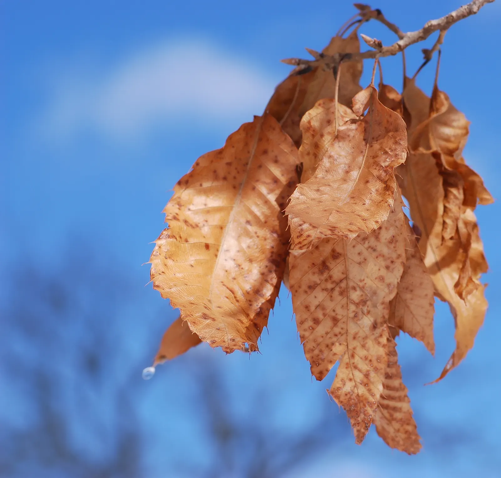 Sawtooth Oak (Quercus Acutissima) — Clients should note the potential size and ensure ample space for mature spread