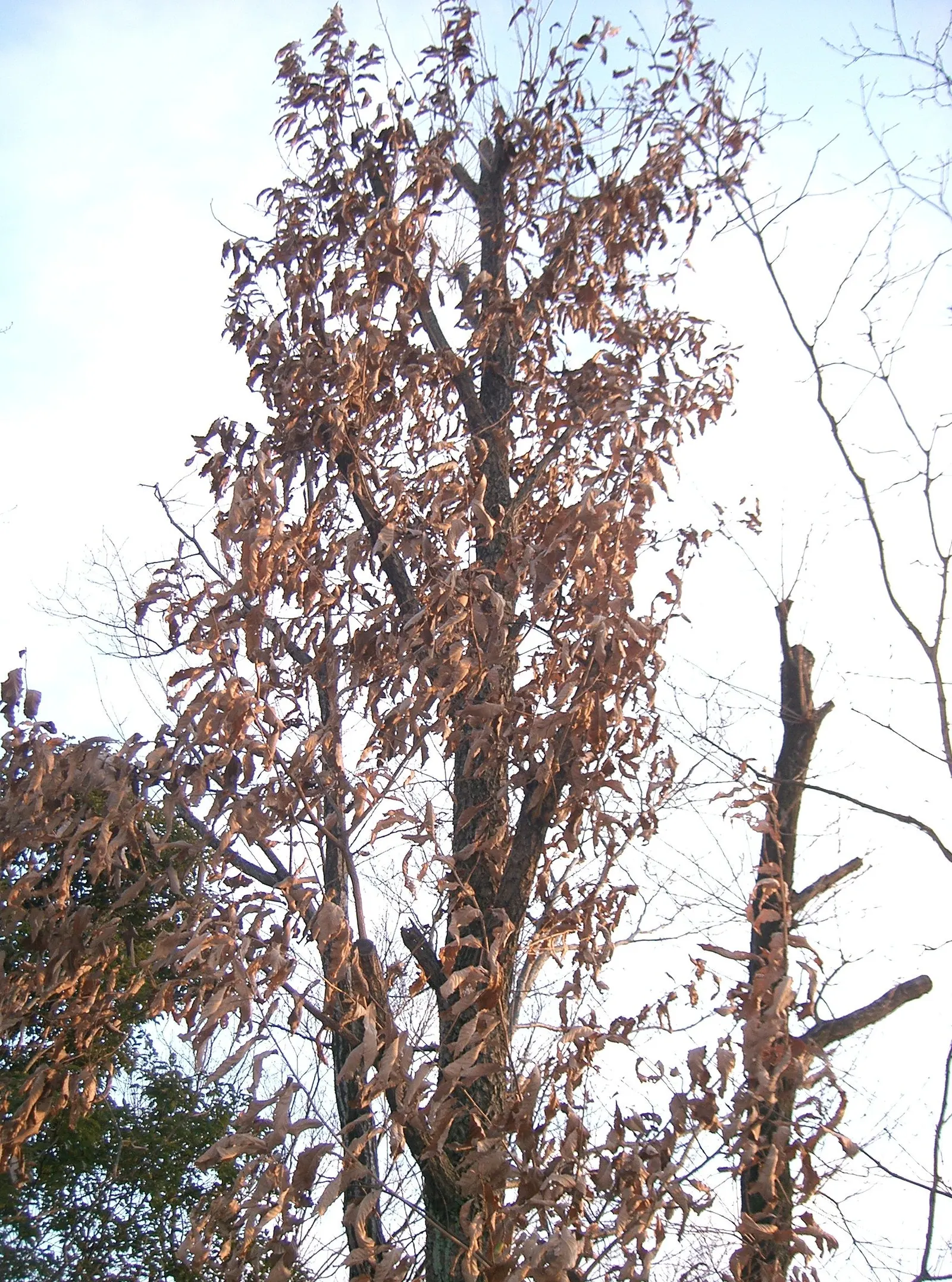 Sawtooth Oak (Quercus Acutissima) — providing vital sustenance for wildlife.<br><br>Preferring well-drained soil; making it suitable for urban environments