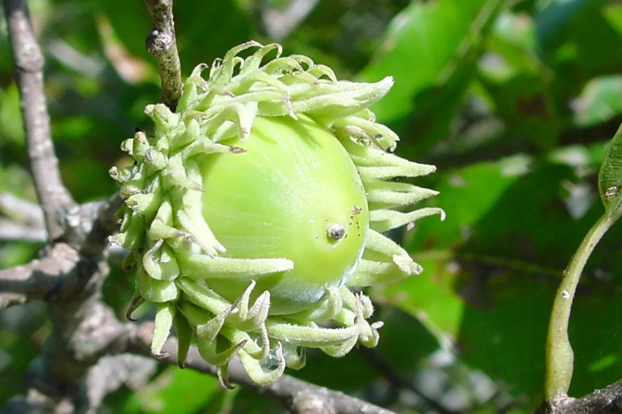 Sawtooth Oak (Quercus Acutissima) — Acorns attract wildlife, making it an excellent choice for naturalistic landscapes; providing vital sustenance for