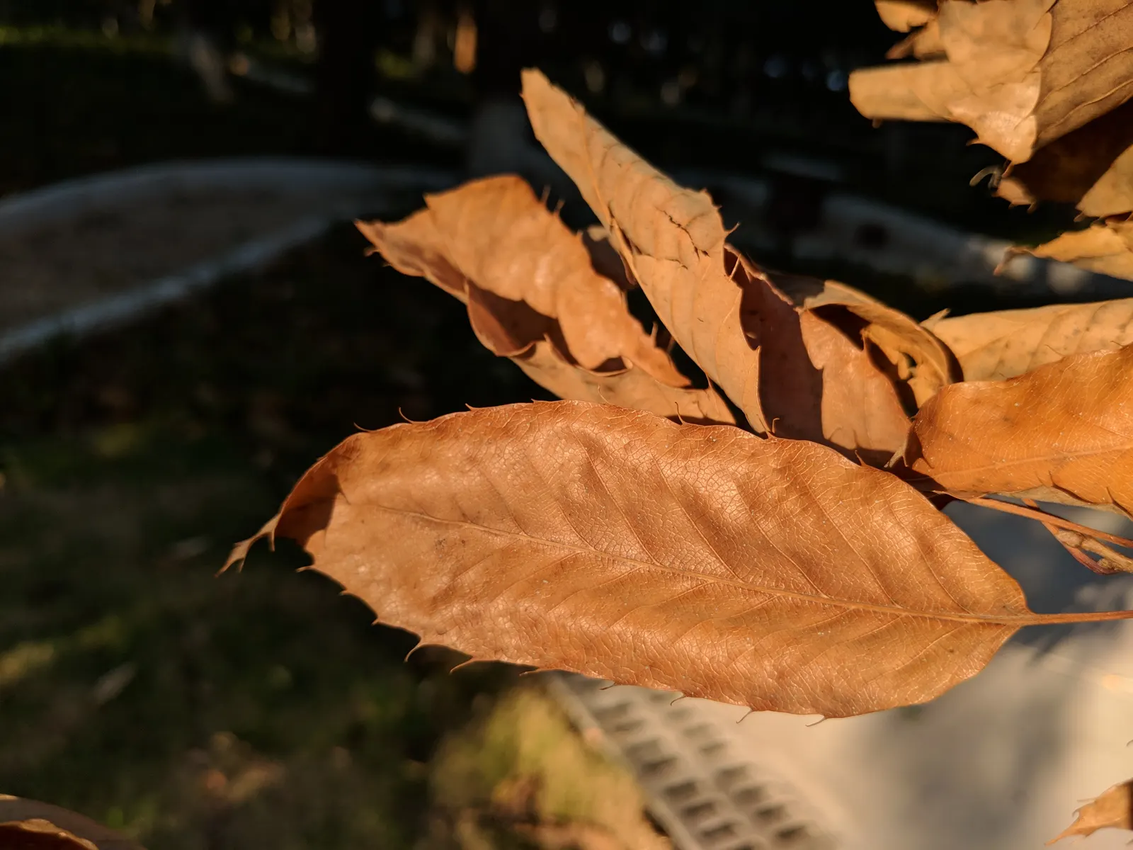 Sawtooth Oak (Quercus Acutissima) — which mimic the teeth of a saw blade