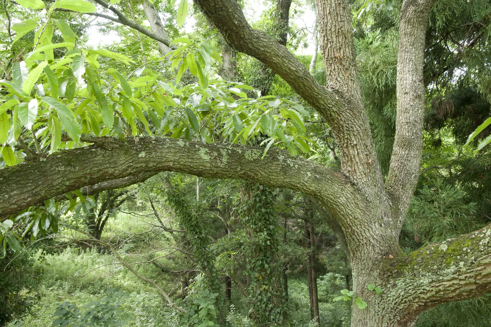 Sawtooth Oak (Quercus Acutissima) — This Asian native typically reaches heights of 40 to 60 feet with a canopy spread of 40 to 60 feet