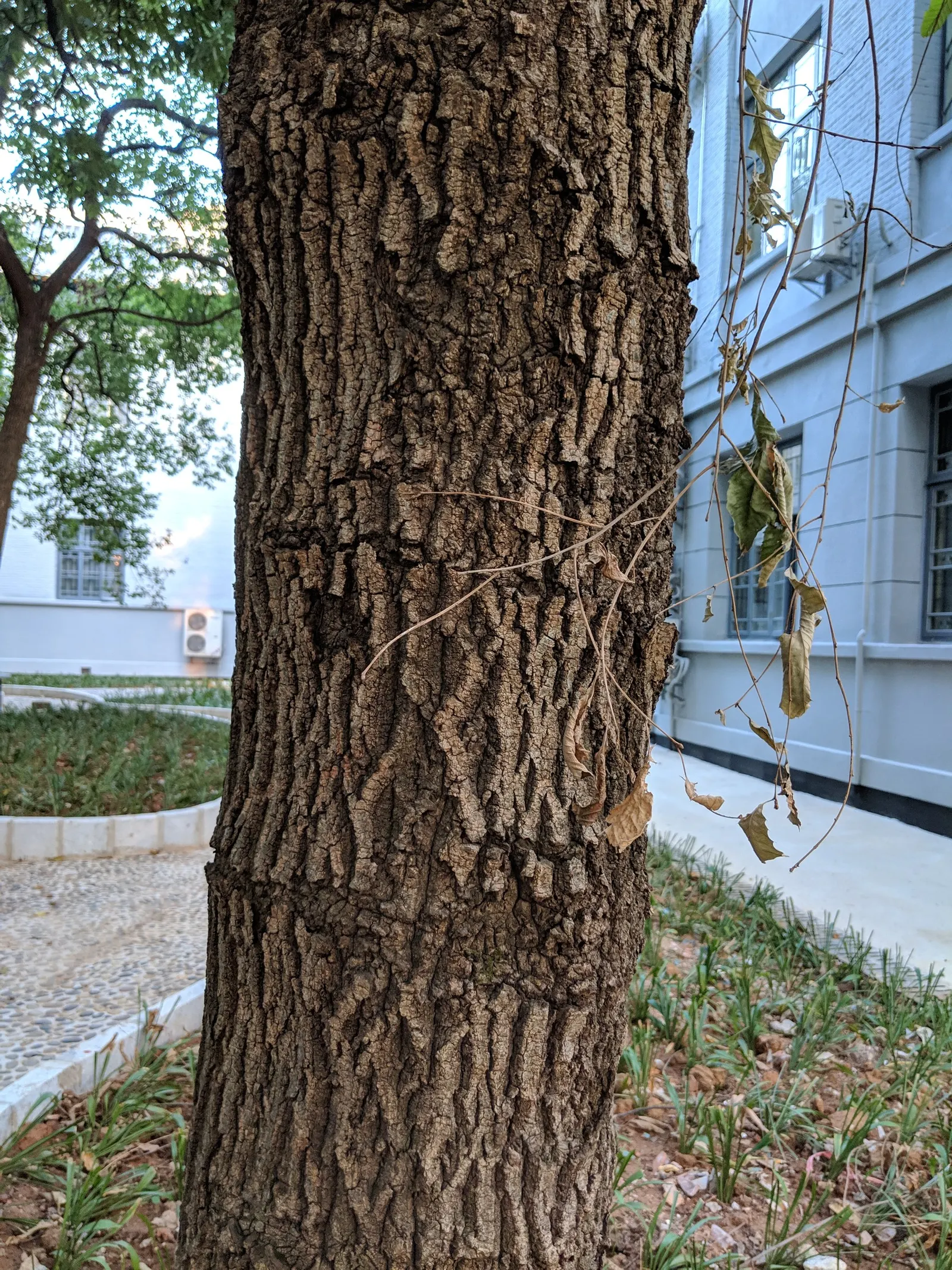 Sawtooth Oak (Quercus Acutissima) — or even as a stately specimen for expansive lawns