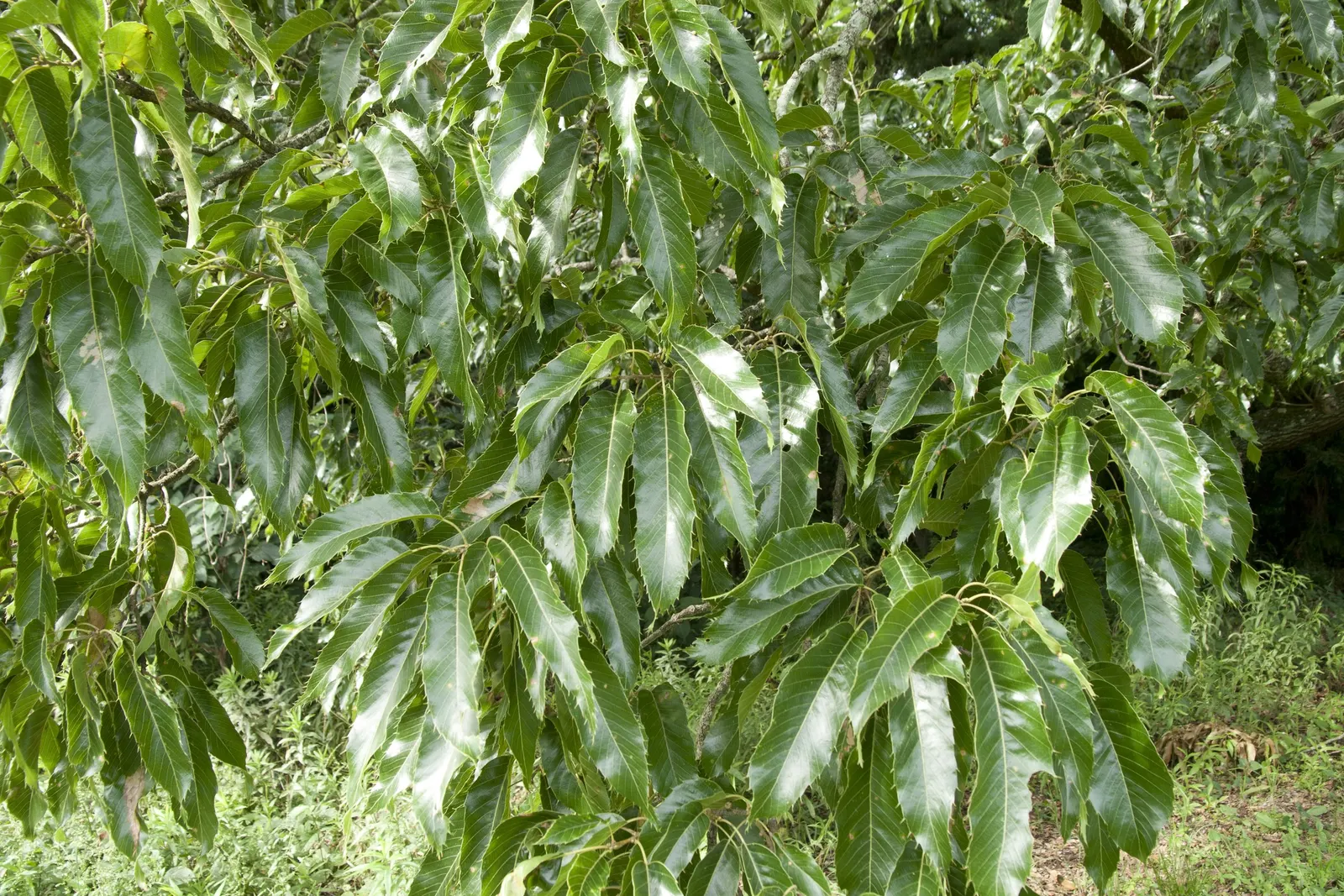 Sawtooth Oak (Quercus Acutissima) — It boasts a broad, rounded canopy