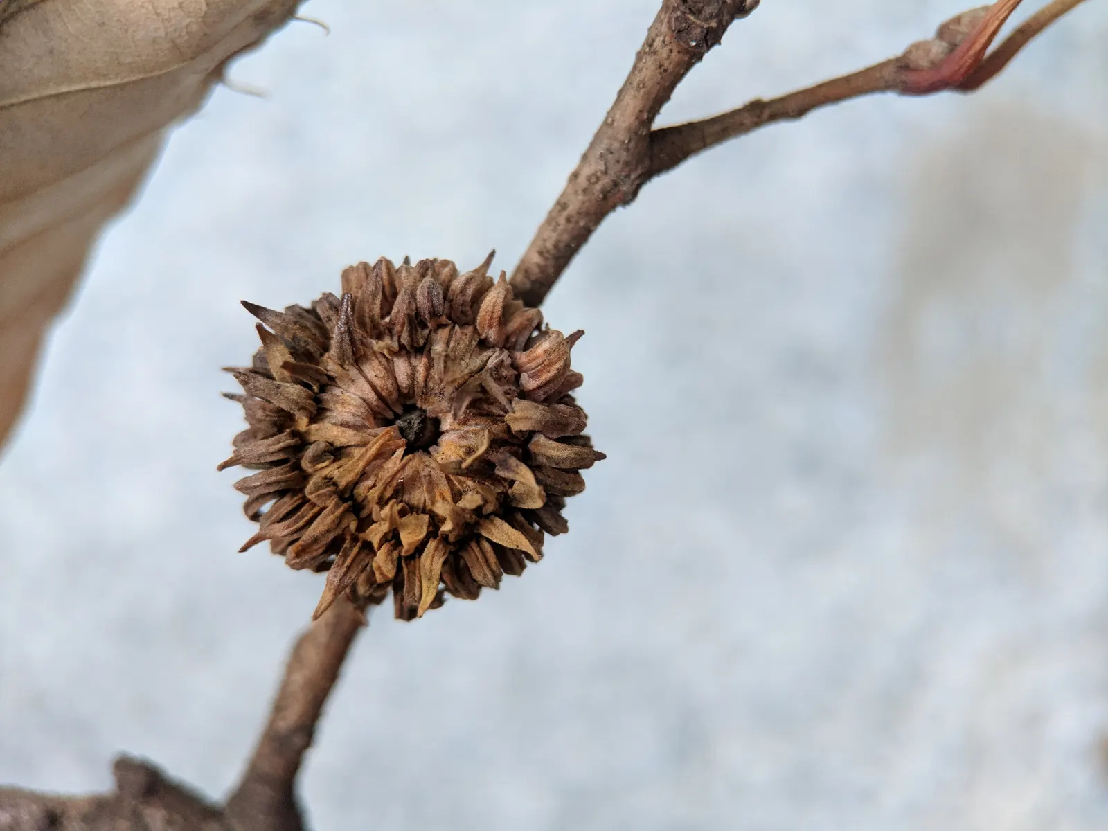 Sawtooth Oak (Quercus Acutissima) — swiftly reaching 40-60 ft in height with a 40-60 ft spread; this oak offers a stunning yellow to golden-brown, image 47