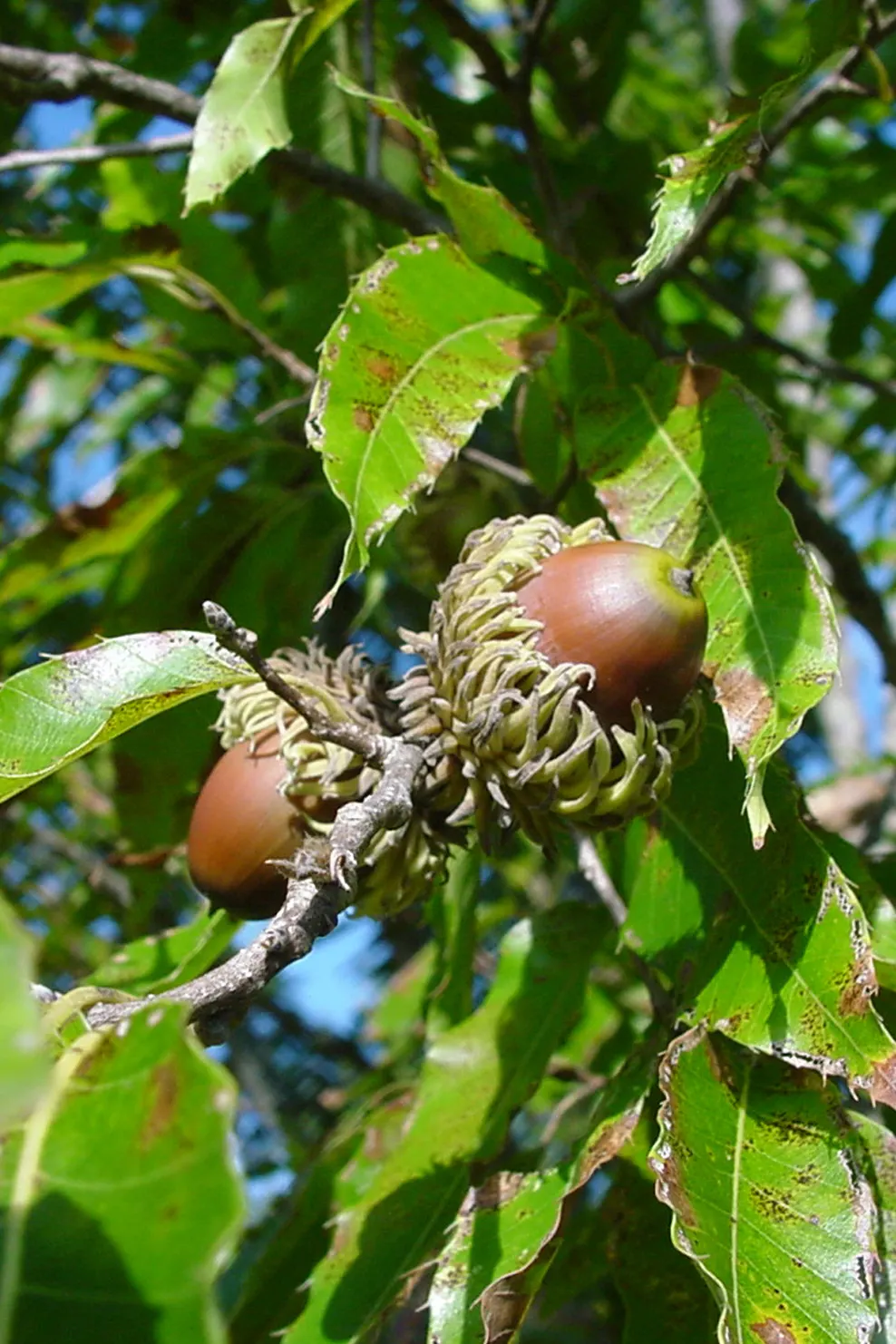 Sawtooth Oak (Quercus Acutissima) — Thrives in hardiness zones 5-9 and prefers full sun and well-drained soil; this Asian native typically reaches heights of