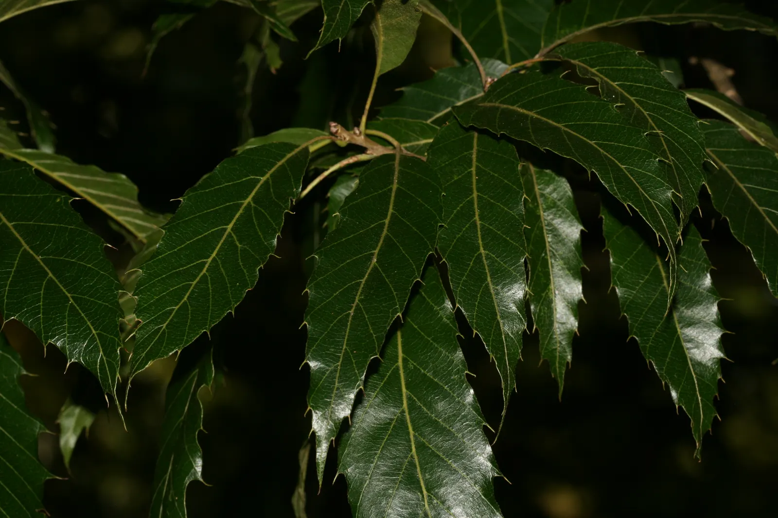 Sawtooth Oak (Quercus Acutissima) — Thrives in hardiness zones 5-9 and prefers full sun and well-drained soil