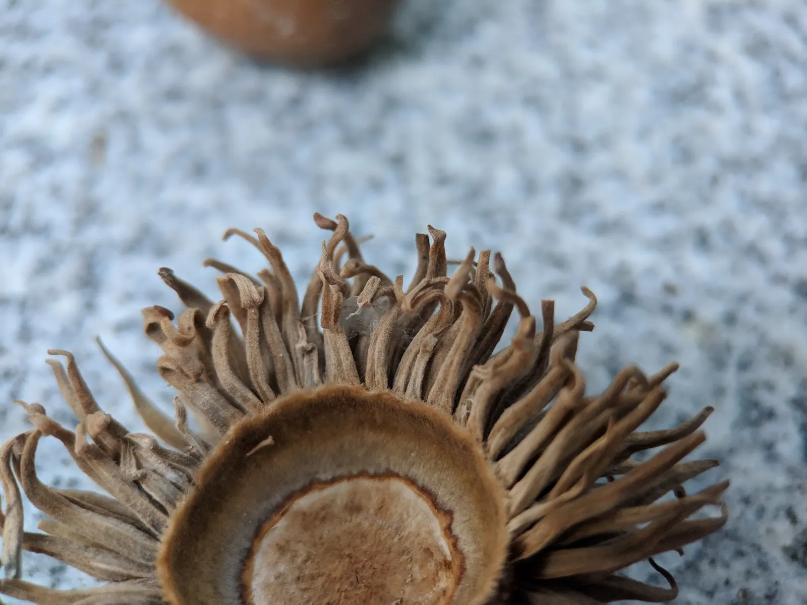 Sawtooth Oak (Quercus Acutissima) — yielding 1-inch long nuts encased in a scaly cup