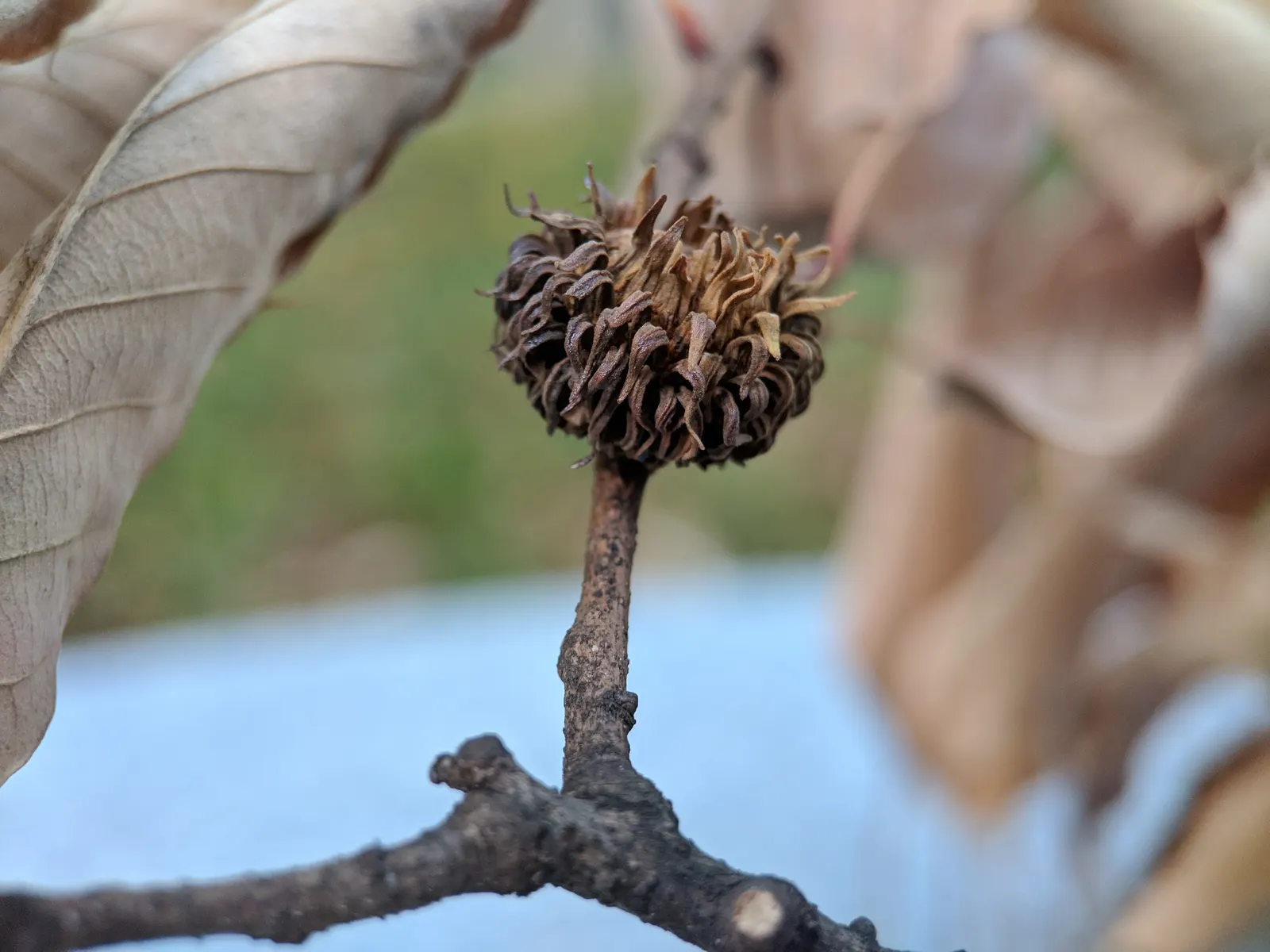 Sawtooth Oak (Quercus Acutissima) — beginning when the tree is about 15 years old; this oak is valuable for creating shade, image 59