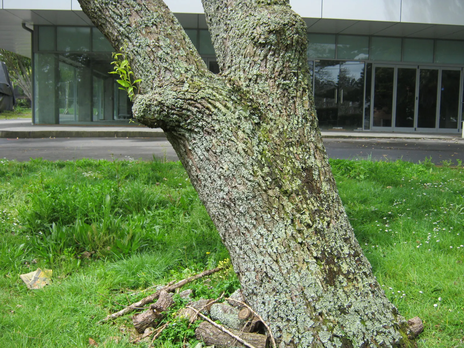 Sawtooth Oak (Quercus Acutissima) — is a pivotal characteristic