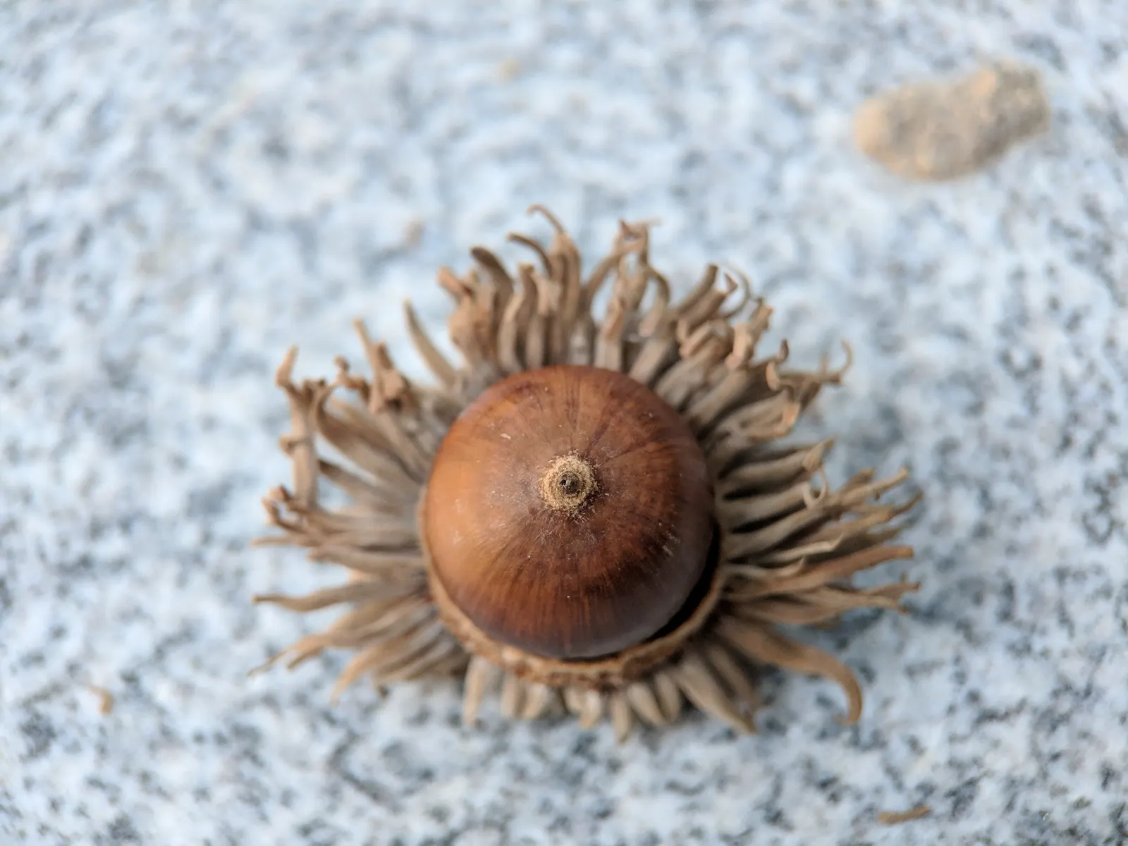 Sawtooth Oak (Quercus Acutissima) — offering a seasonal spectacle, image 35