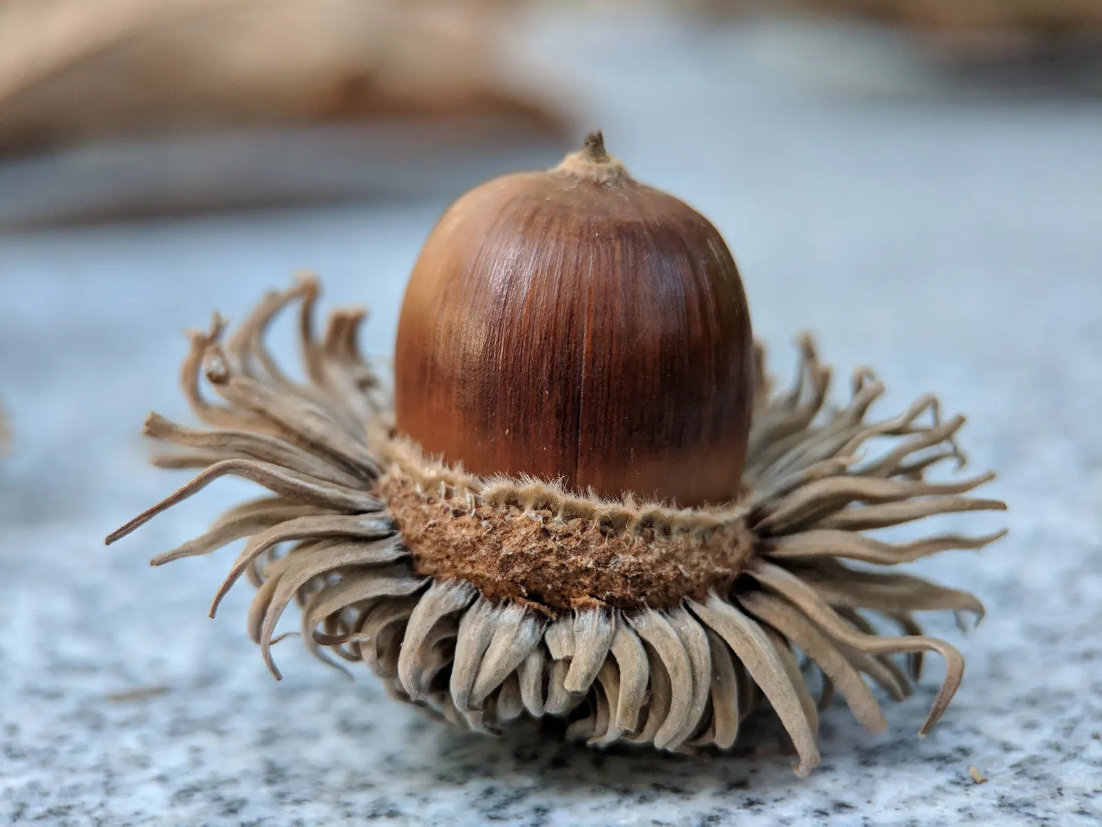 Sawtooth Oak (Quercus Acutissima) — yielding 1-inch long nuts encased in a scaly cup; this species offers a robust