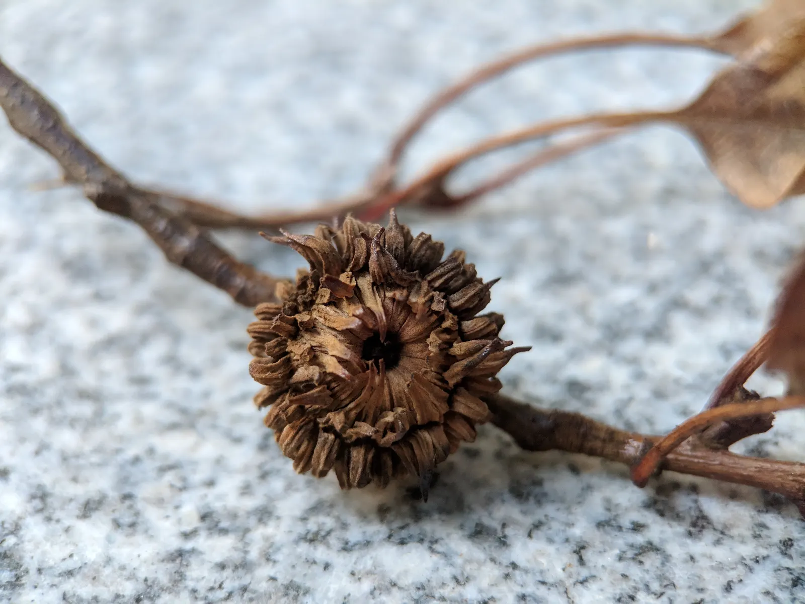 Sawtooth Oak (Quercus Acutissima) — This Asian native typically reaches heights of 40 to 60 feet with a canopy spread of 40 to 60 feet; is a pivotal, image 55