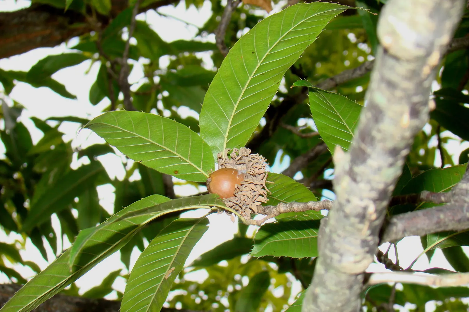 Sawtooth Oak (Quercus Acutissima) — This species offers a robust; clients should note the potential size and ensure ample space for mature spread
