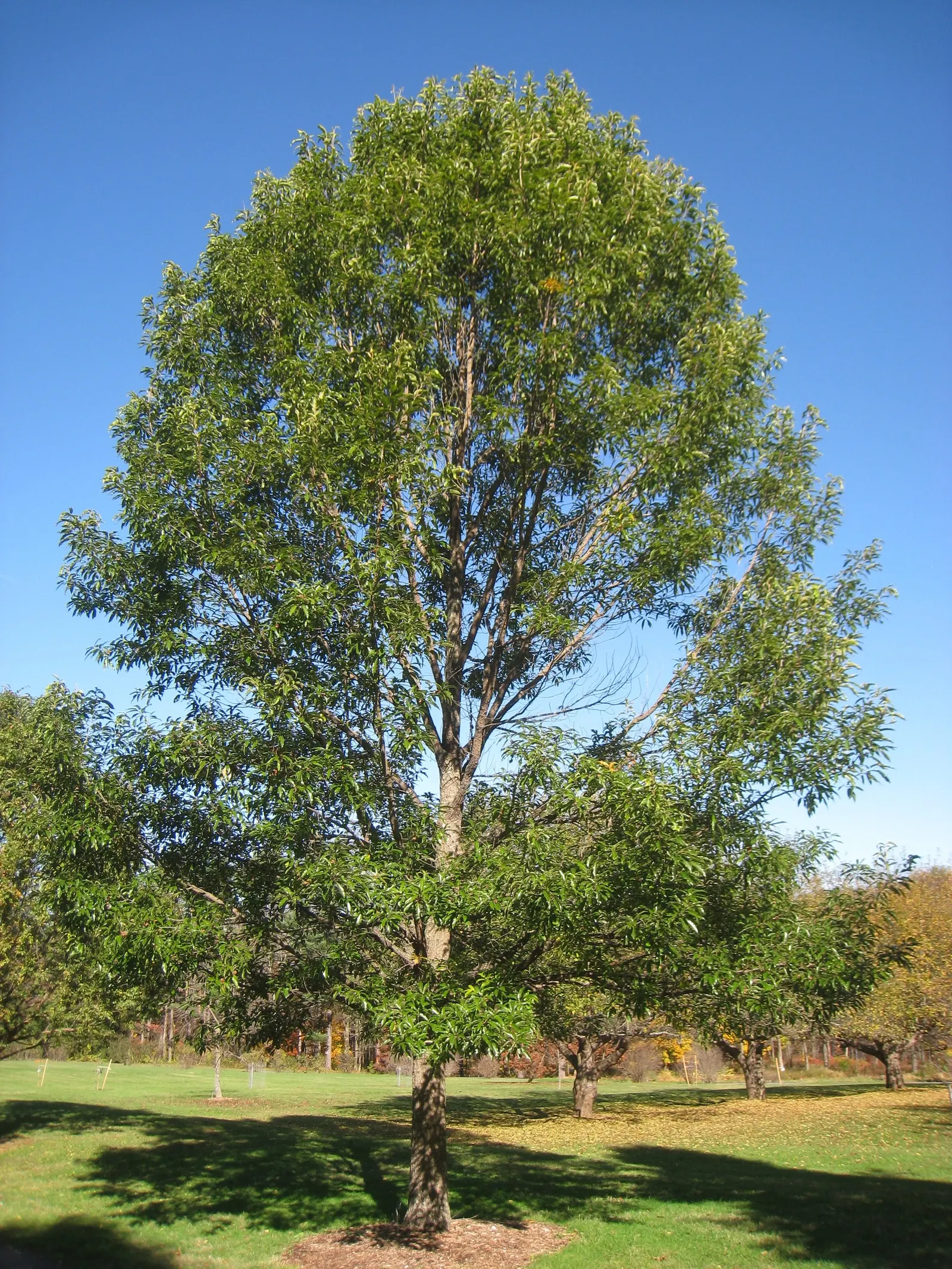 Sawtooth Oak (Quercus Acutissima) — is a pivotal characteristic; characterized by sharply-toothed