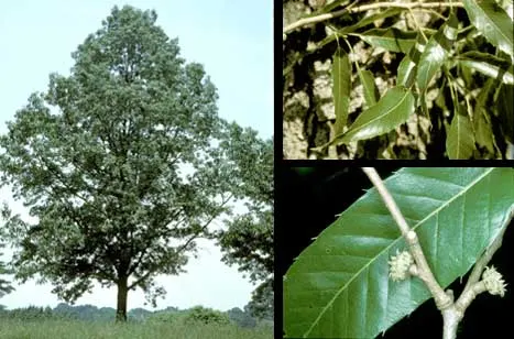 Sawtooth Oak (Quercus Acutissima) — I'll provide a description for Quercus acutissima; tree for full or half