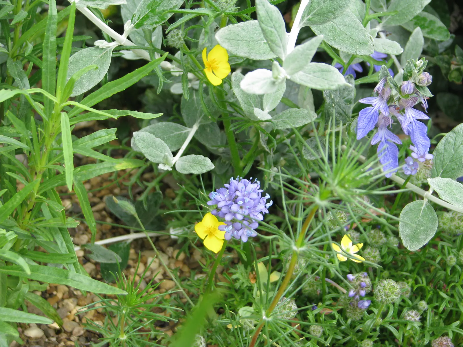 Azure Bush Germander (Teucrium Fruticans 'Azureum') — is a hardy evergreen shrub flaunting silvery foliage with striking azure blue flowers