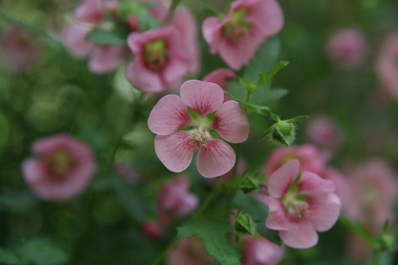 African Mallow, Cape Mallow (Anisodontea X Hypomandarum) — distinguished by its prolific flowering habit and adaptability in a variety of landscape settings