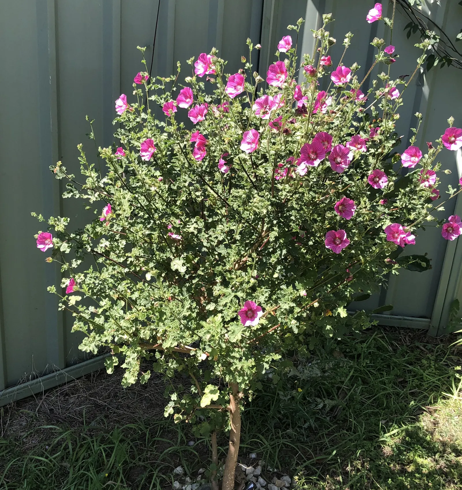 African Mallow, Cape Mallow (Anisodontea X Hypomandarum) — providing a year-round display in warm climates