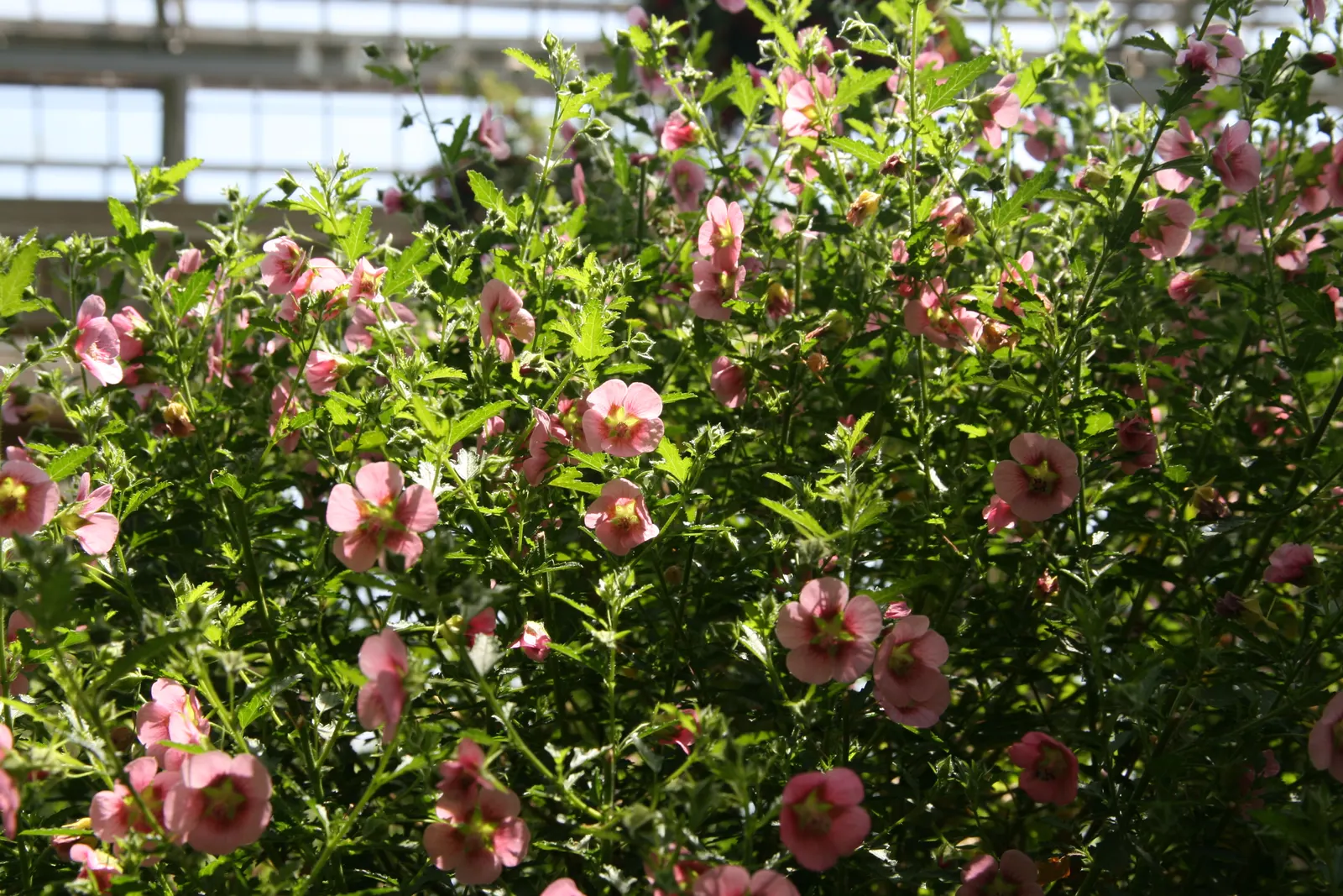 African Mallow, Cape Mallow (Anisodontea X Hypomandarum) — Generally reaching up to 4-6 feet in height with a similar spread, this plant boasts an elegant