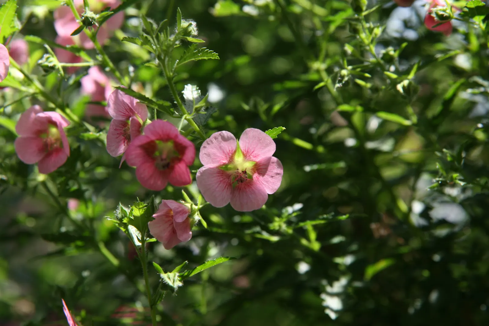 African Mallow, Cape Mallow (Anisodontea X Hypomandarum) — is a charming shrub typically reaching heights of 3‚Äì6 feet