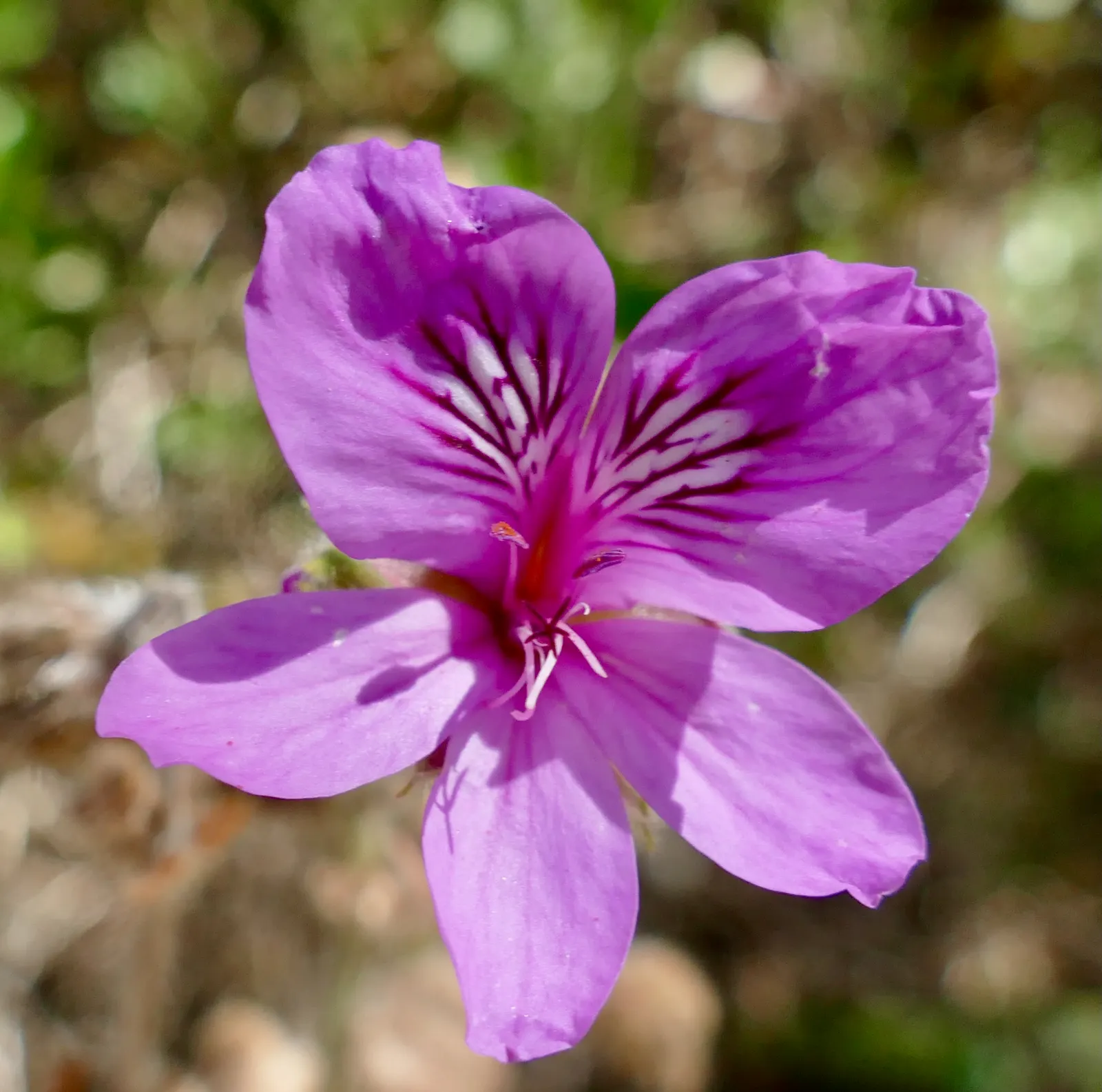 African Mallow, Cape Mallow (Anisodontea X Hypomandarum) — bloom against dark green foliage