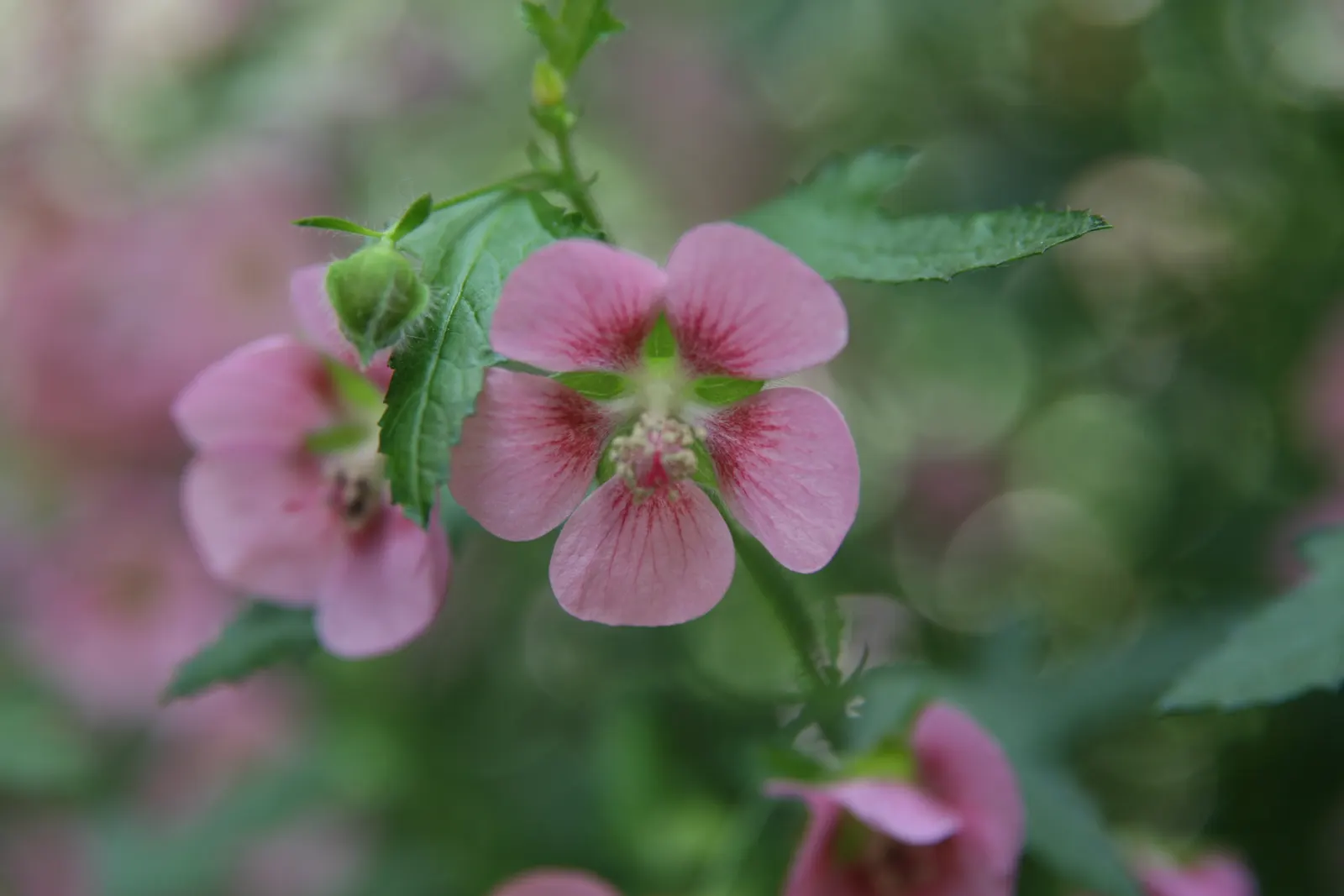 African Mallow, Cape Mallow (Anisodontea X Hypomandarum) — Drought-tolerant once established, it's perfect for creating a low-maintenance, vibrant landscape
