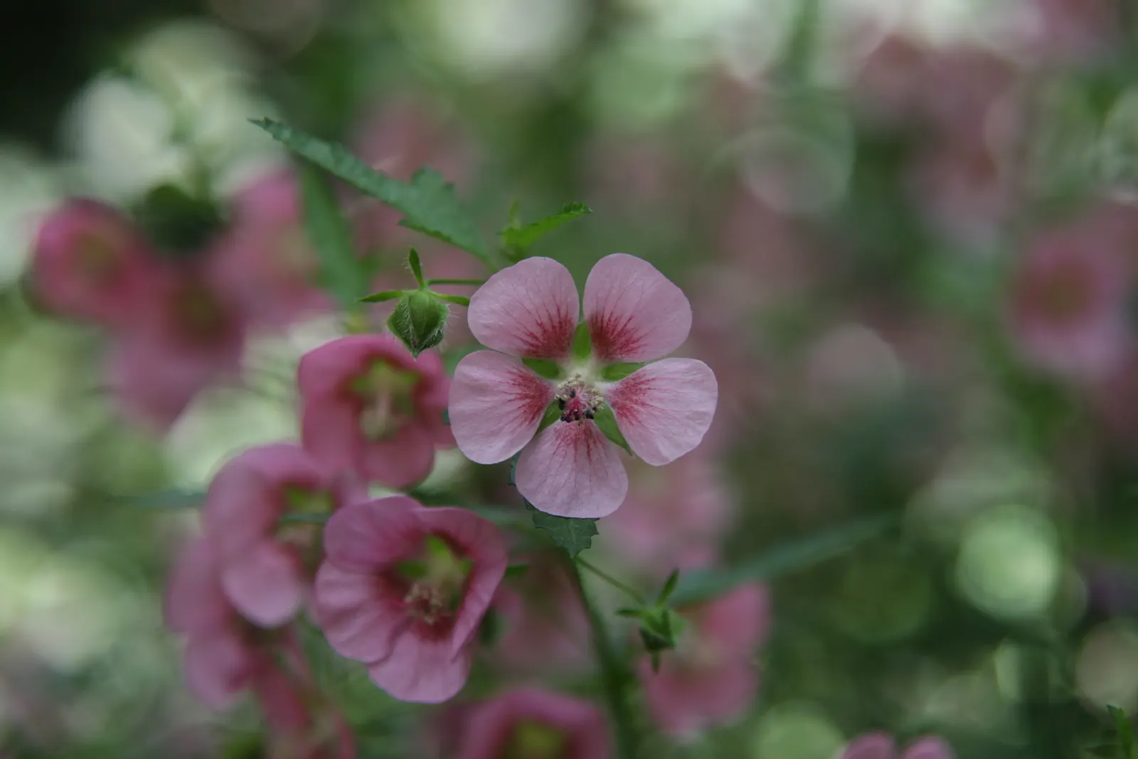 African Mallow, Cape Mallow (Anisodontea X Hypomandarum) — is an enchanting semi-evergreen shrub