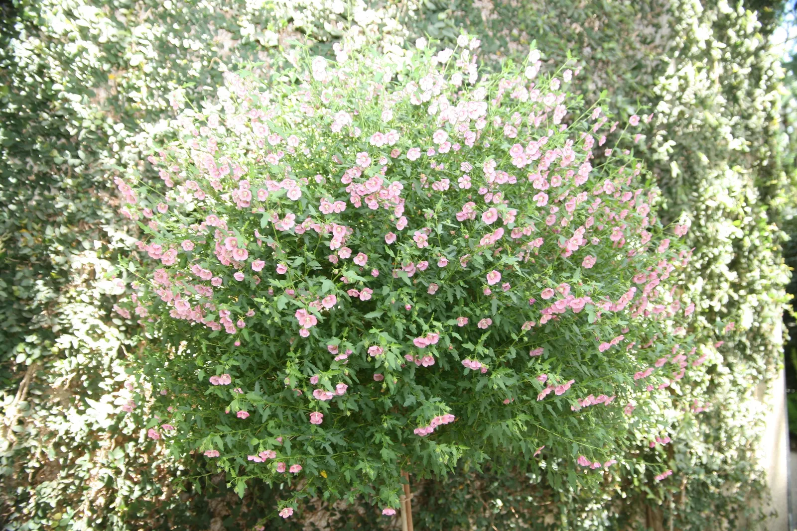 African Mallow, Cape Mallow (Anisodontea X Hypomandarum) — or Cape Mallow (Anisodontea x hypomandarum)